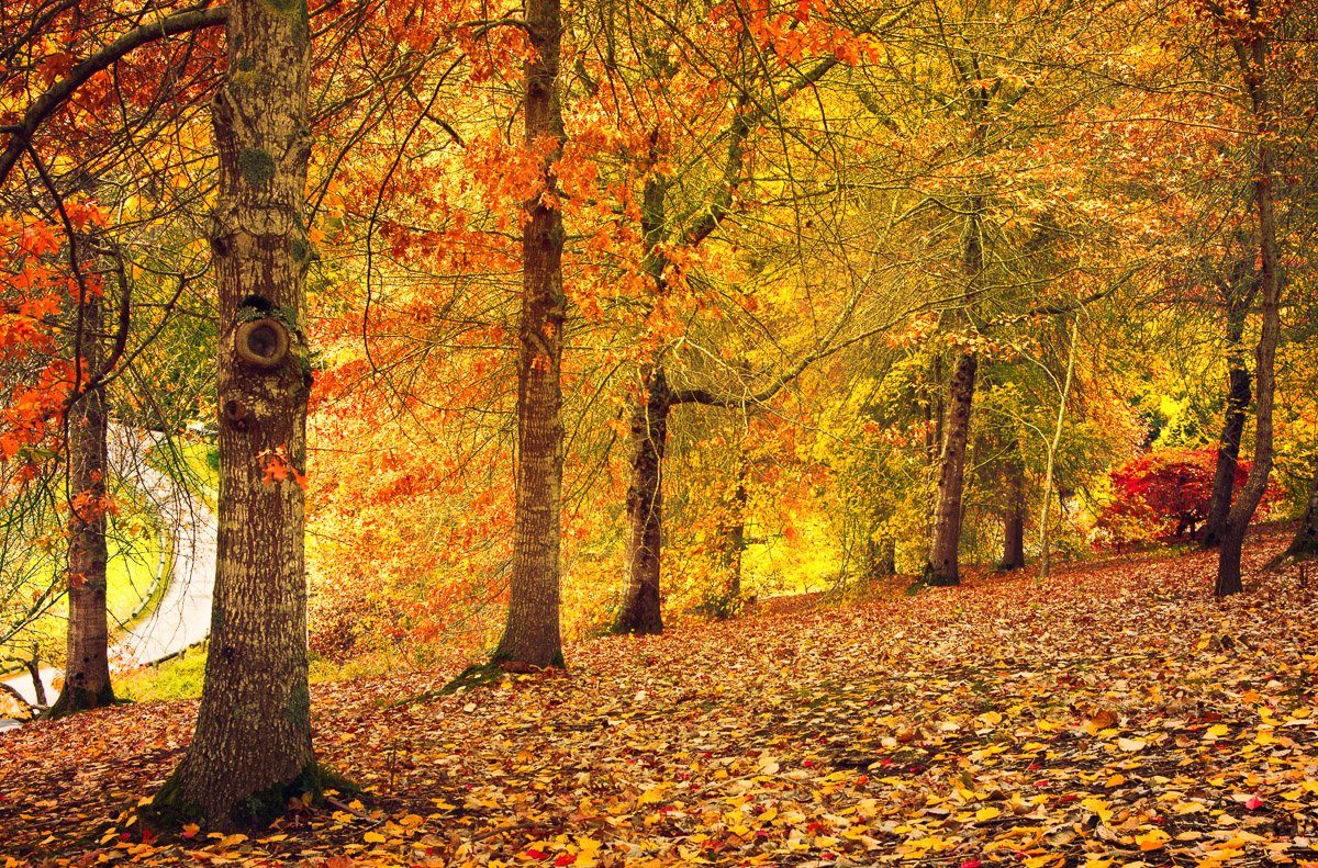 Herbstwald Fototapete Papermoon