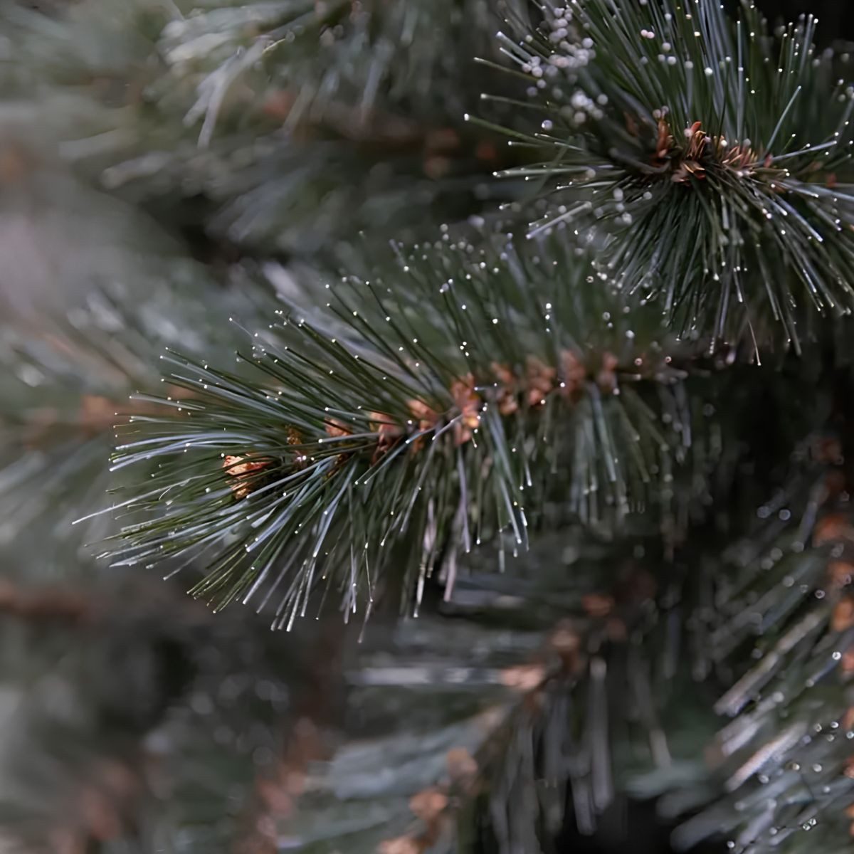 Triumph Tree Künstlicher Weihnachtsbaum Triumph Tree Forest Frosted Künstlicher Weihnachstbaum H90cm