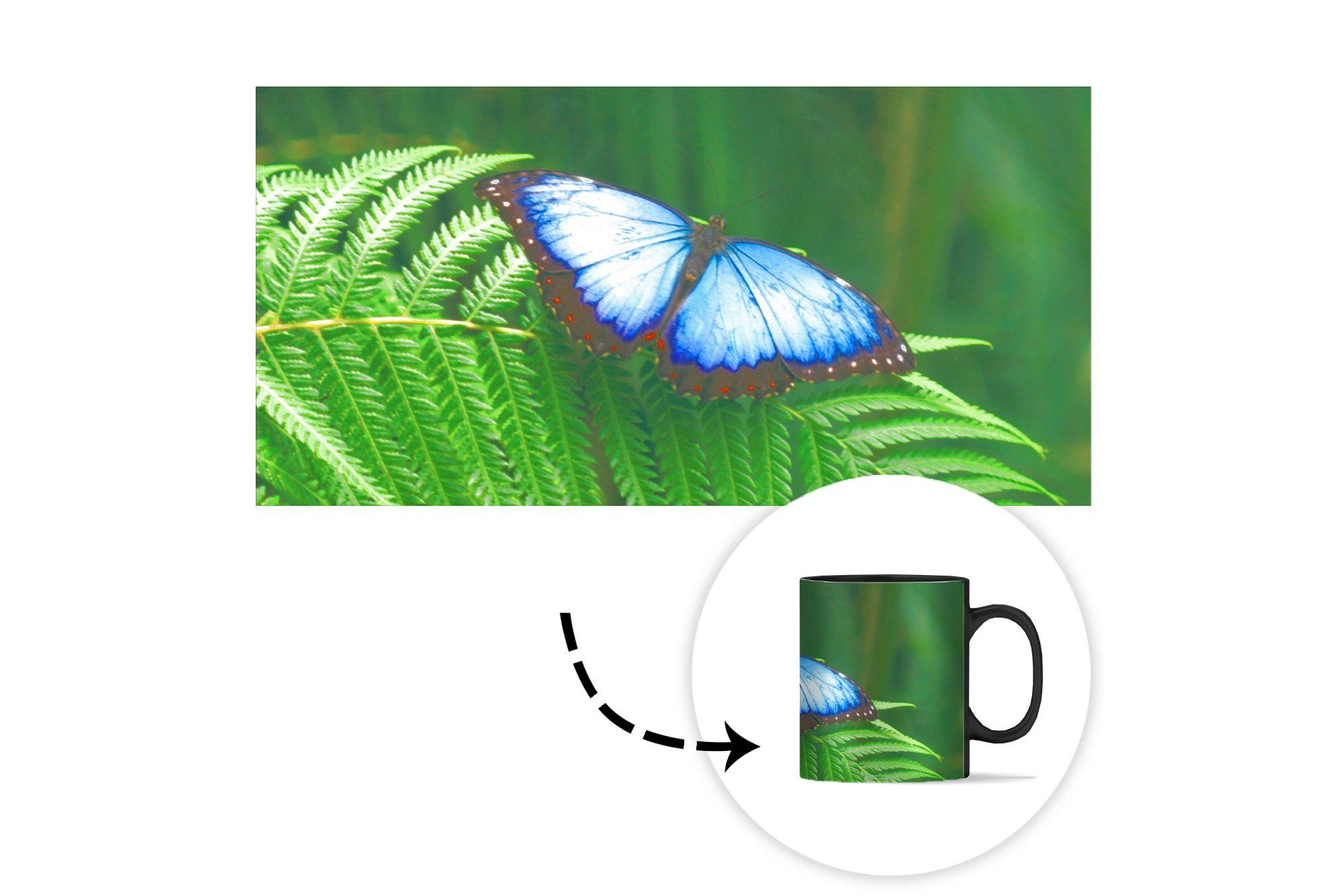 MuchoWow Tasse Morpho-Schmetterling, Kaffeetassen, Keramik, Zaubertasse, Geschenk Teetasse, Farbwechsel
