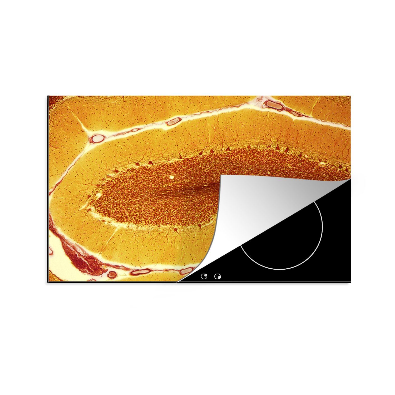 Ceranfeldabdeckung für Vinyl, Schutz die Zellen Nerv, in Orangefarbene Induktionskochfeld einem 81x52 Herdblende-/Abdeckplatte cm, küche, tlg), MuchoWow (1