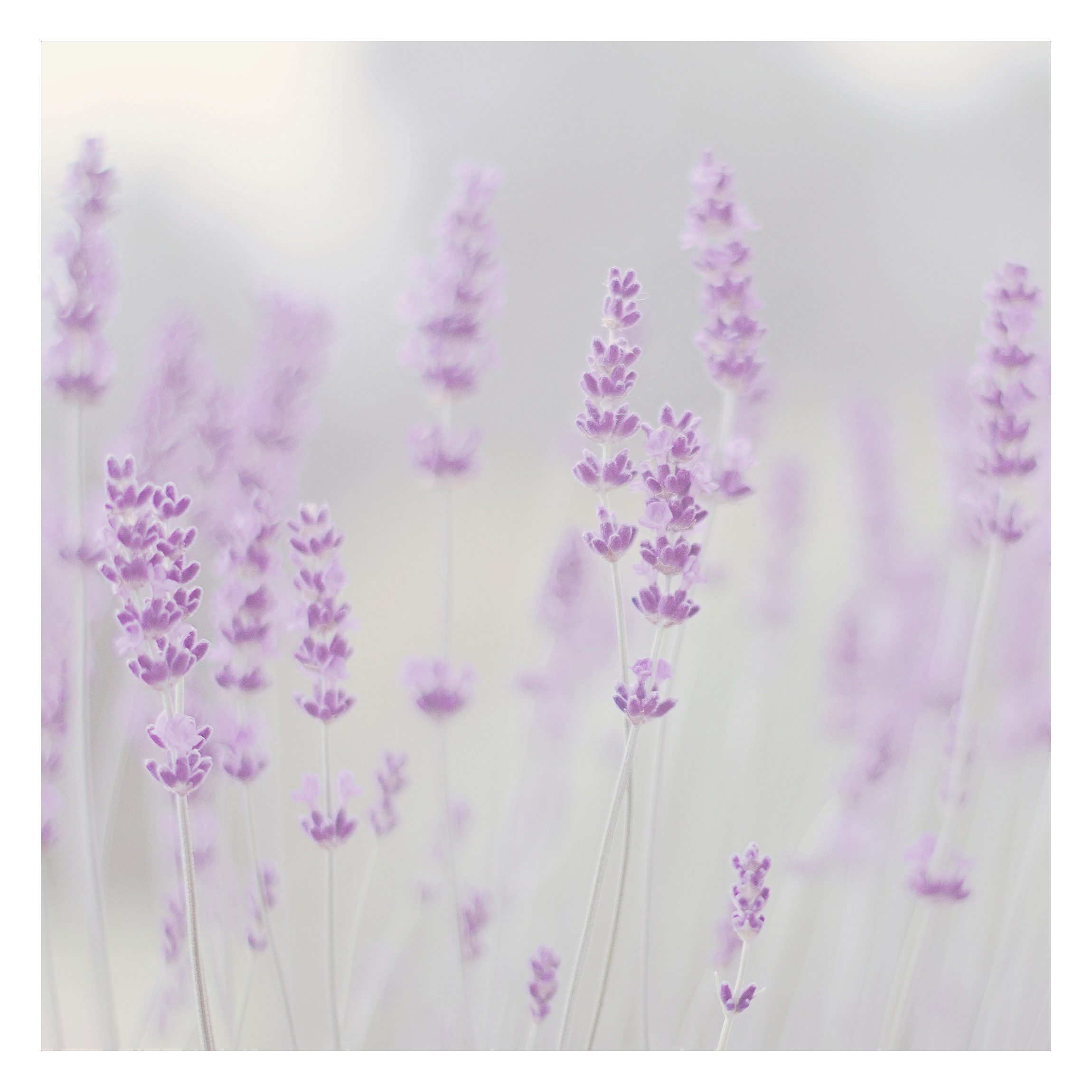 Bilderdepot24 Fototapete Blumen Sommer Lavendelfeld Blumentapete Floral Natur Modern Kunst, Glatt, Matt, (Vliestapete inkl. Kleister oder selbstklebend), Wohnzimmer Schlafzimmer Küche Flur Motivtapete Vliestapete Wandtapete