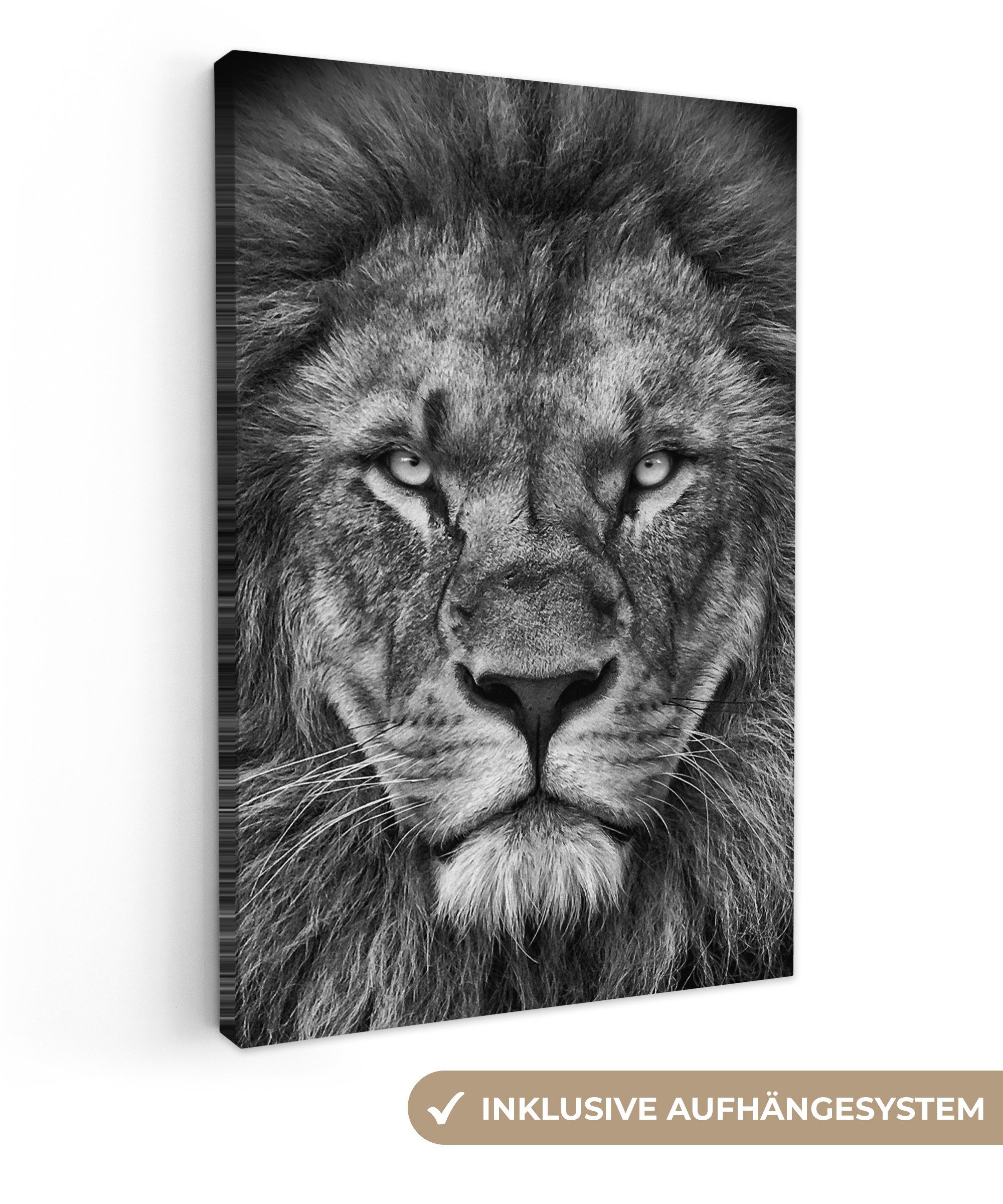 OneMillionCanvasses® Leinwandbild Tiere - Löwe - Schwarz - Weiß - Porträt, günstig online kaufen