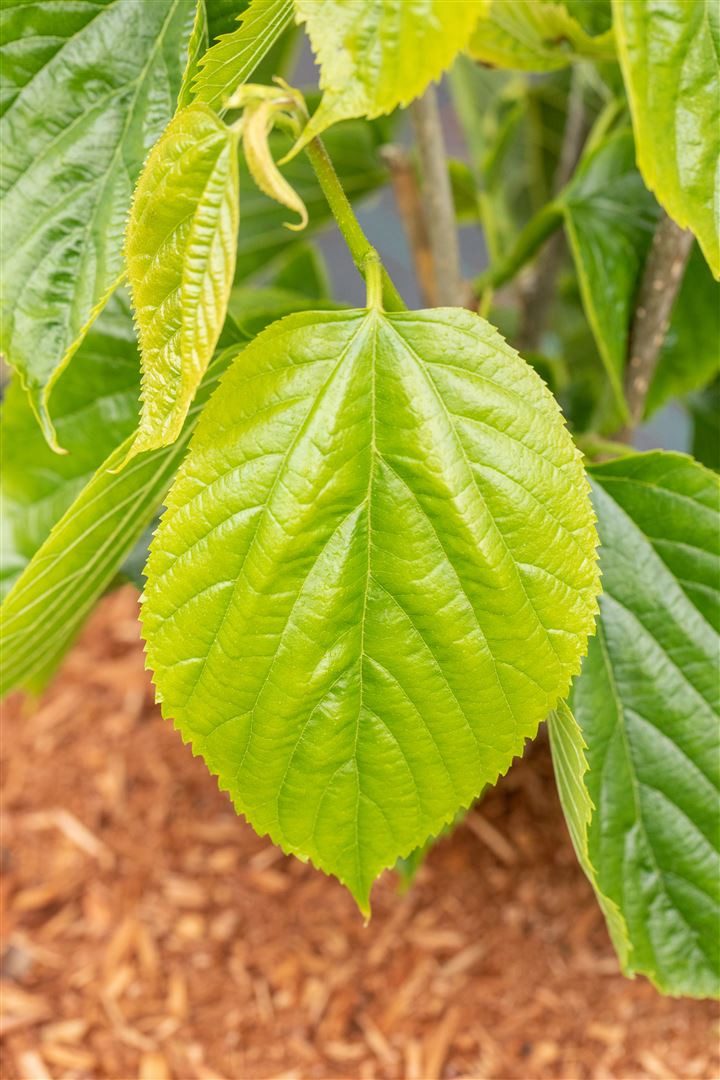 Pflanzen für Dich Gehölze Morus alba Giant Fruit, 1 St., Weiße Maulbeere