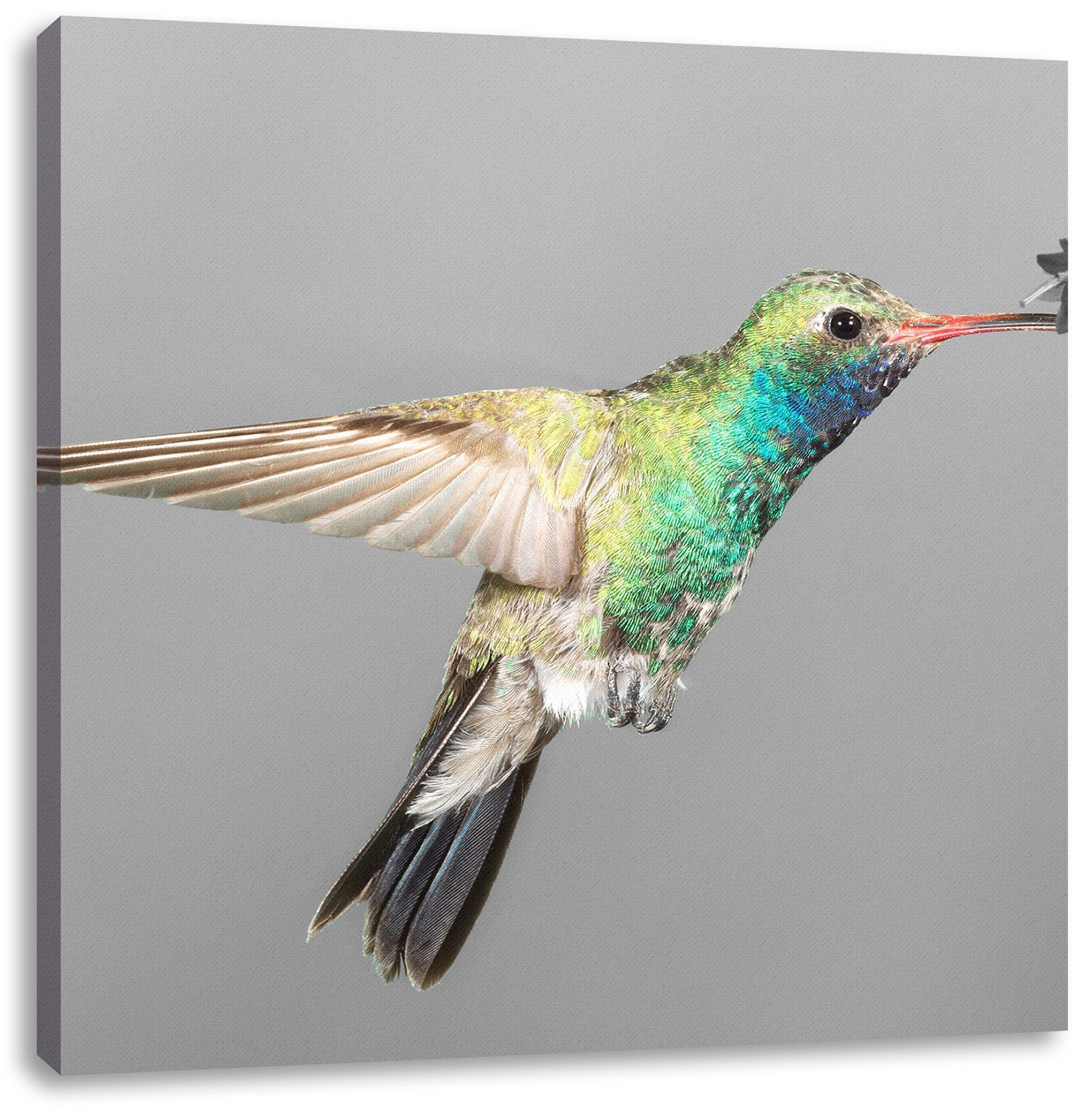 fertig wunderschöner (1 bespannt, Zackenaufhänger Leinwandbild Pixxprint Kolibri Kolibri, inkl. Leinwandbild St), wunderschöner