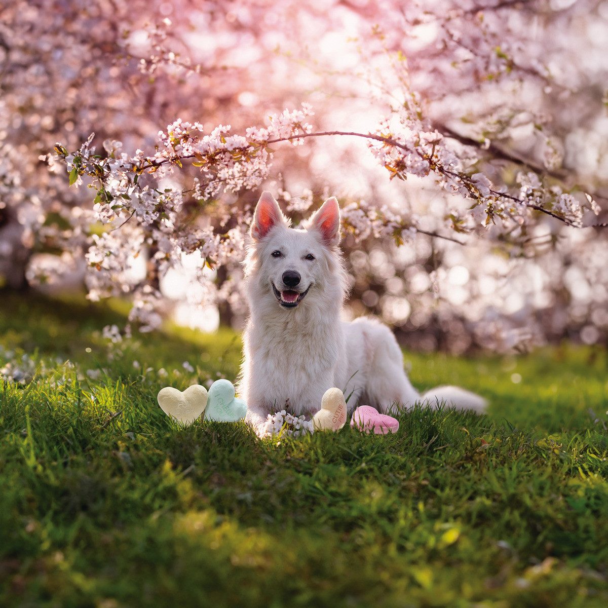 Beeztees Tierkuscheltier Hundespielzeug Herzensdieb aus Plüsch