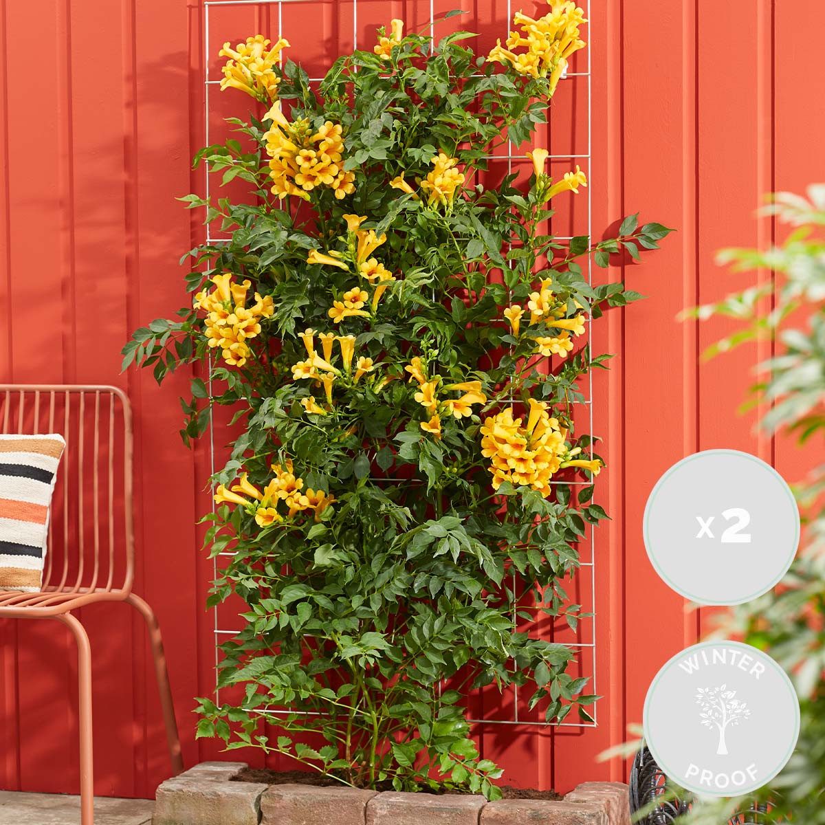 Bloomique Kletterpflanze 2er-Set Campsis Radicans Flava, Trompetenblume, 50-70 cm, Topf 15 cm, 2 St.