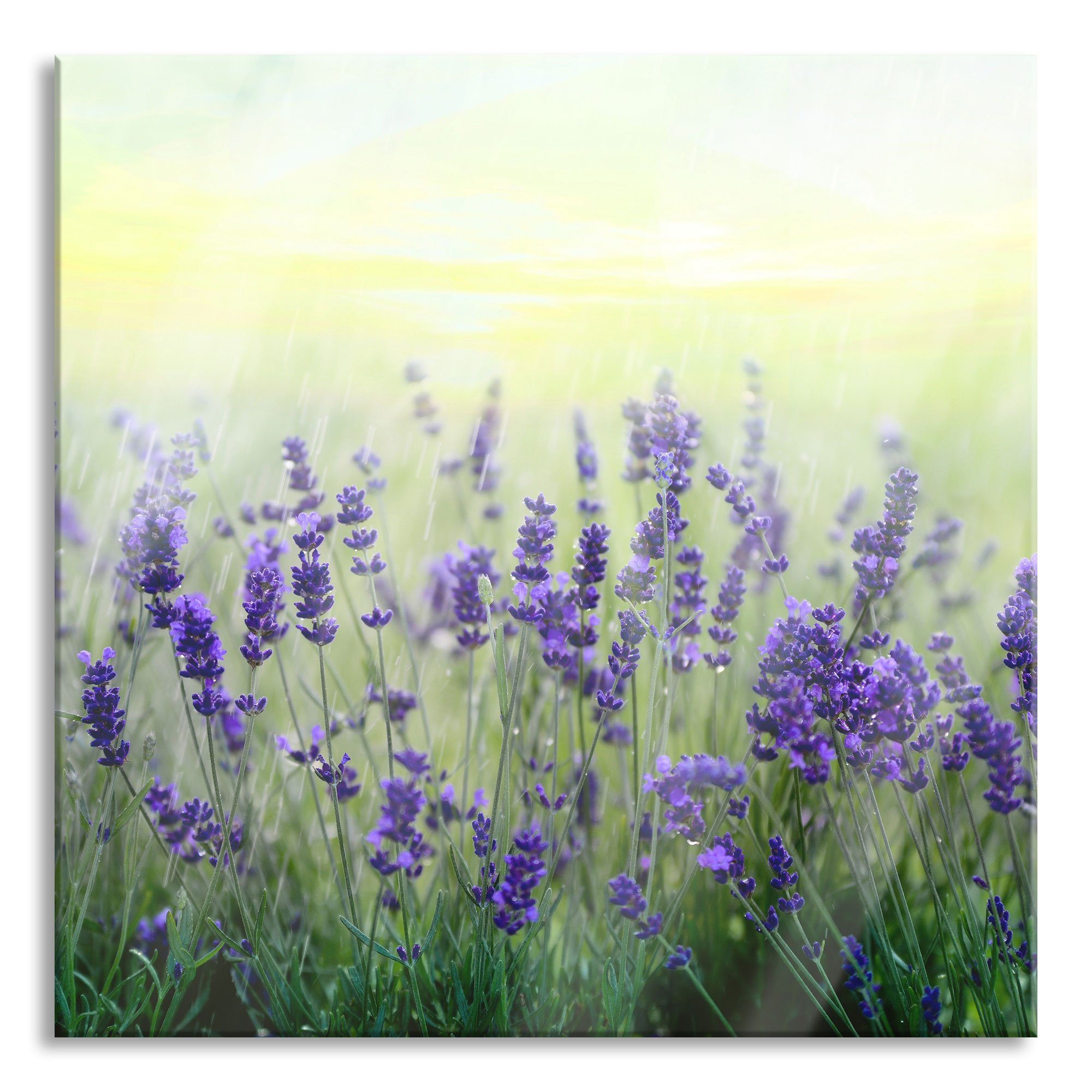 aus Lavendel Lavendel Echtglas, Regen, Schöner Abstandshalter im Schöner Glasbild Pixxprint (1 Regen inkl. Glasbild im und Aufhängungen St),