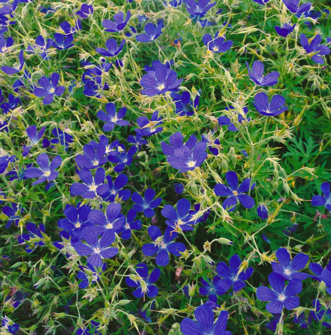 Pflanzen für Dich Staude Geranium collinum Nimbus, 1 St., Storchschnabel