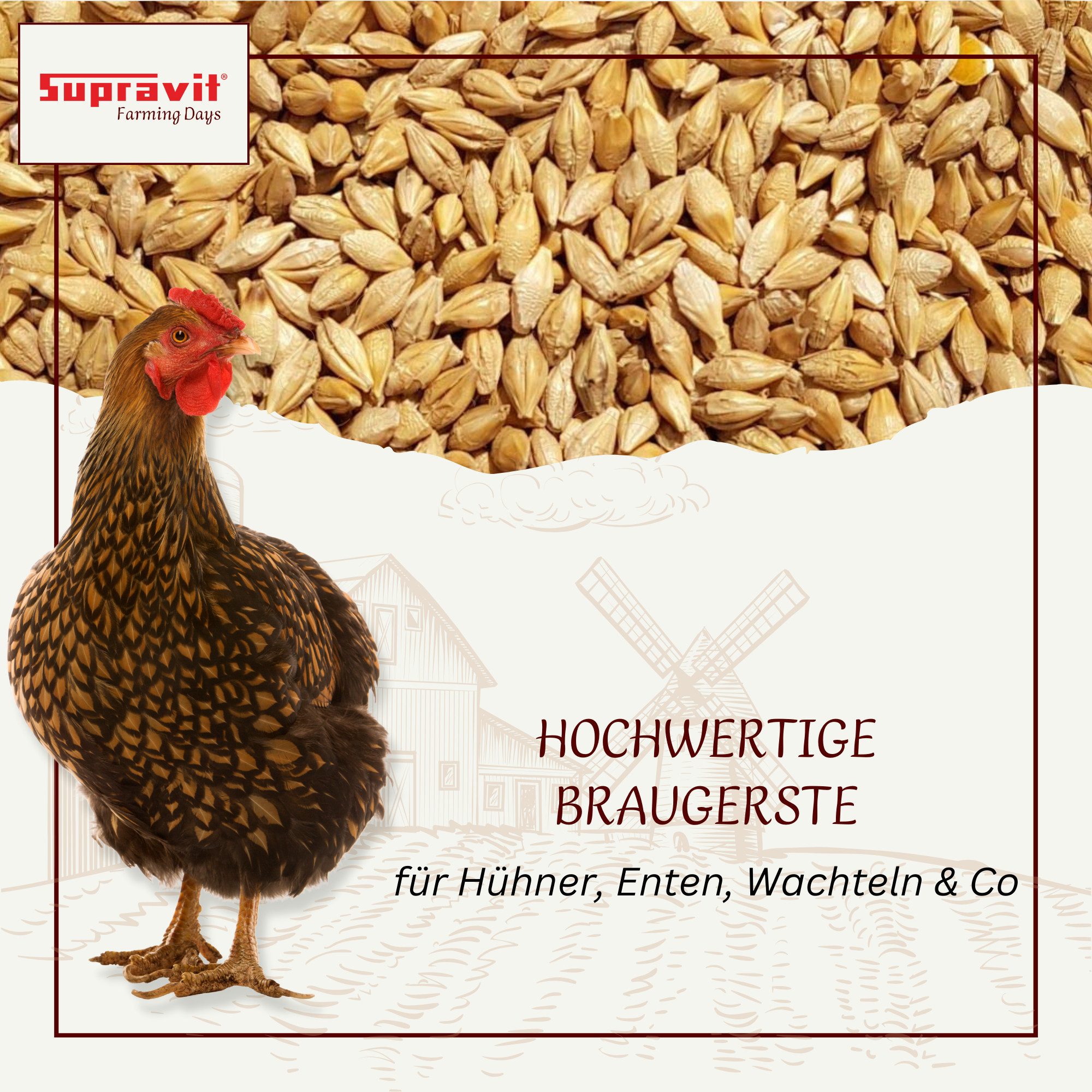 Supravit Braugerste - Energiereiches Ergänzungsfutter für Hühner & Tauben, Ergänzungsfutter für: Wildvogel