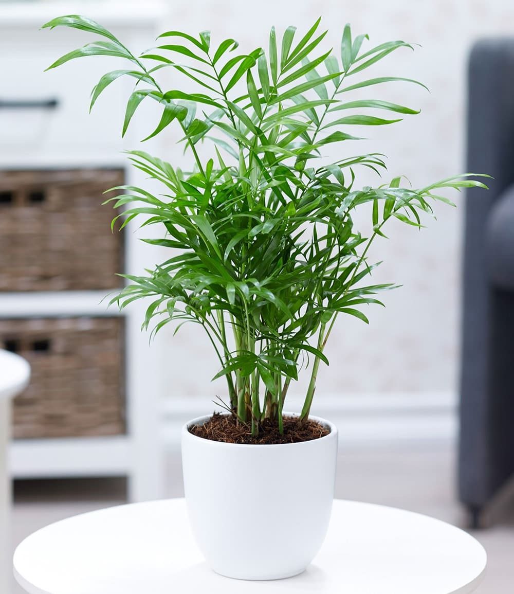 BALDUR Garten Zimmerpflanze Chamaedorea Palme, 1 St., Zimmerpflanze, pflegeleicht