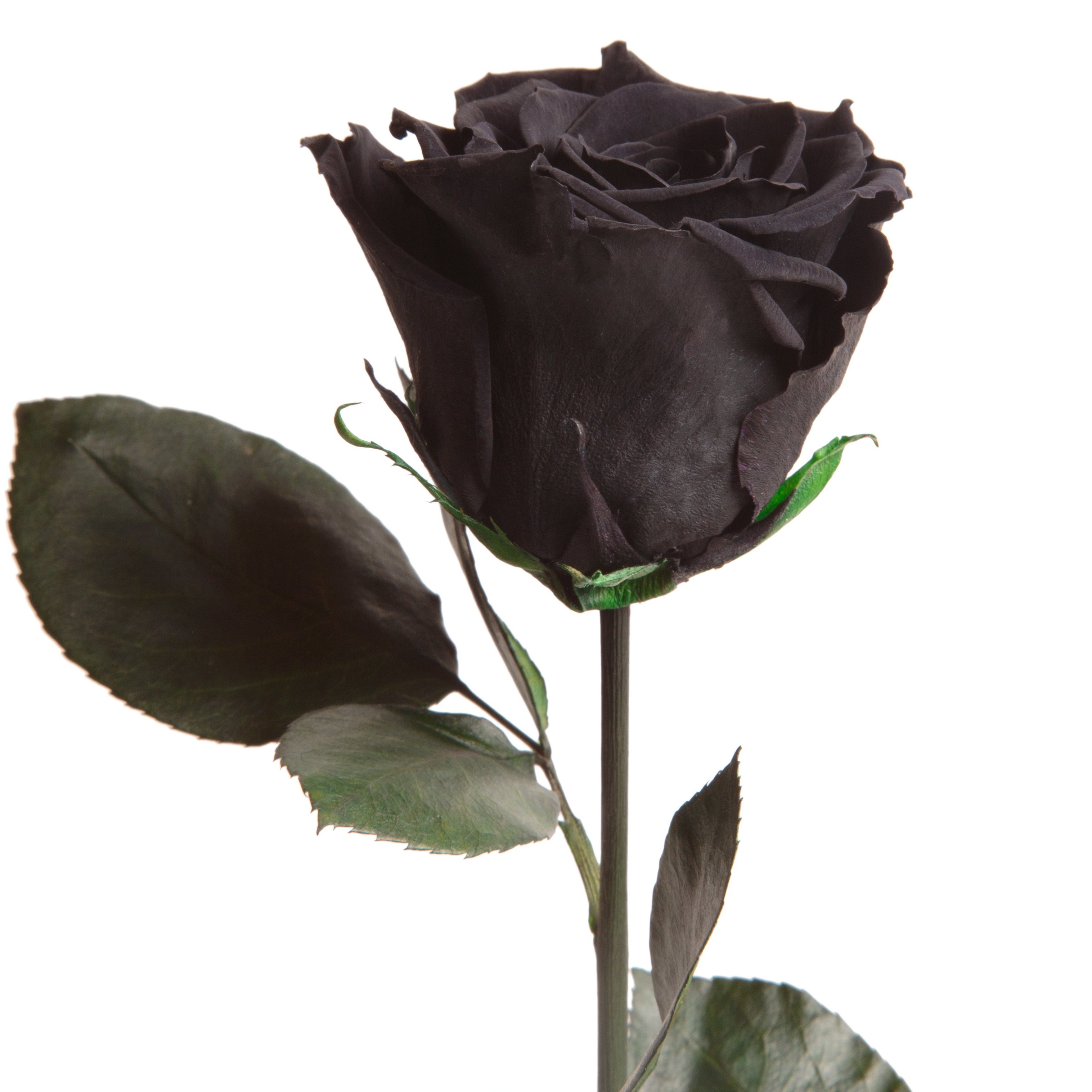 Kunstblume Ewige Rose konserviert mit Stiel echte haltbare Blume Rose, ROSE günstig online kaufen