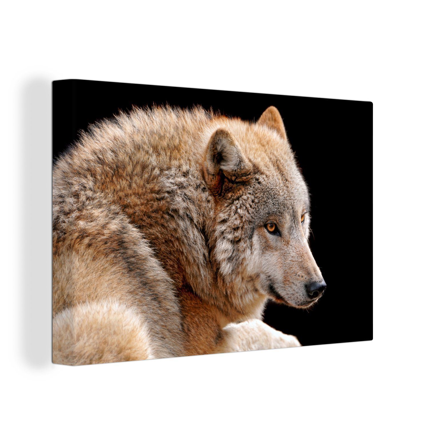 OneMillionCanvasses® Leinwandbild Brauner Wolf, (1 St), Wandbild Leinwandbilder, Aufhängefertig, Wanddeko, 30x20 cm