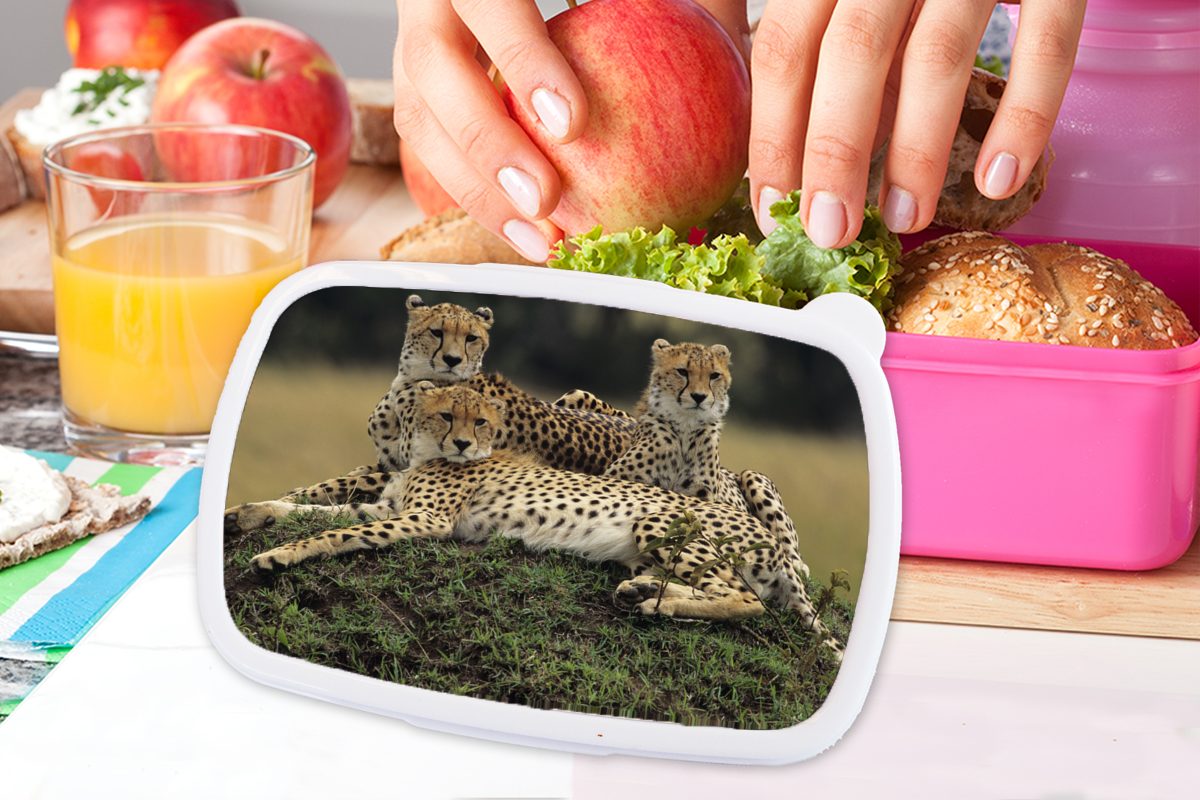 Snackbox, MuchoWow Savanne, Mädchen, in der für Kunststoff Drei Geparden Brotdose Brotbox (2-tlg), Erwachsene, rosa Kunststoff, Kinder, Lunchbox