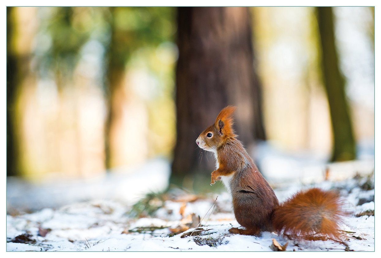 Wallario Küchenrückwand Neugieriges Eichhörnchen im verschneiten Wald, (1-tlg)
