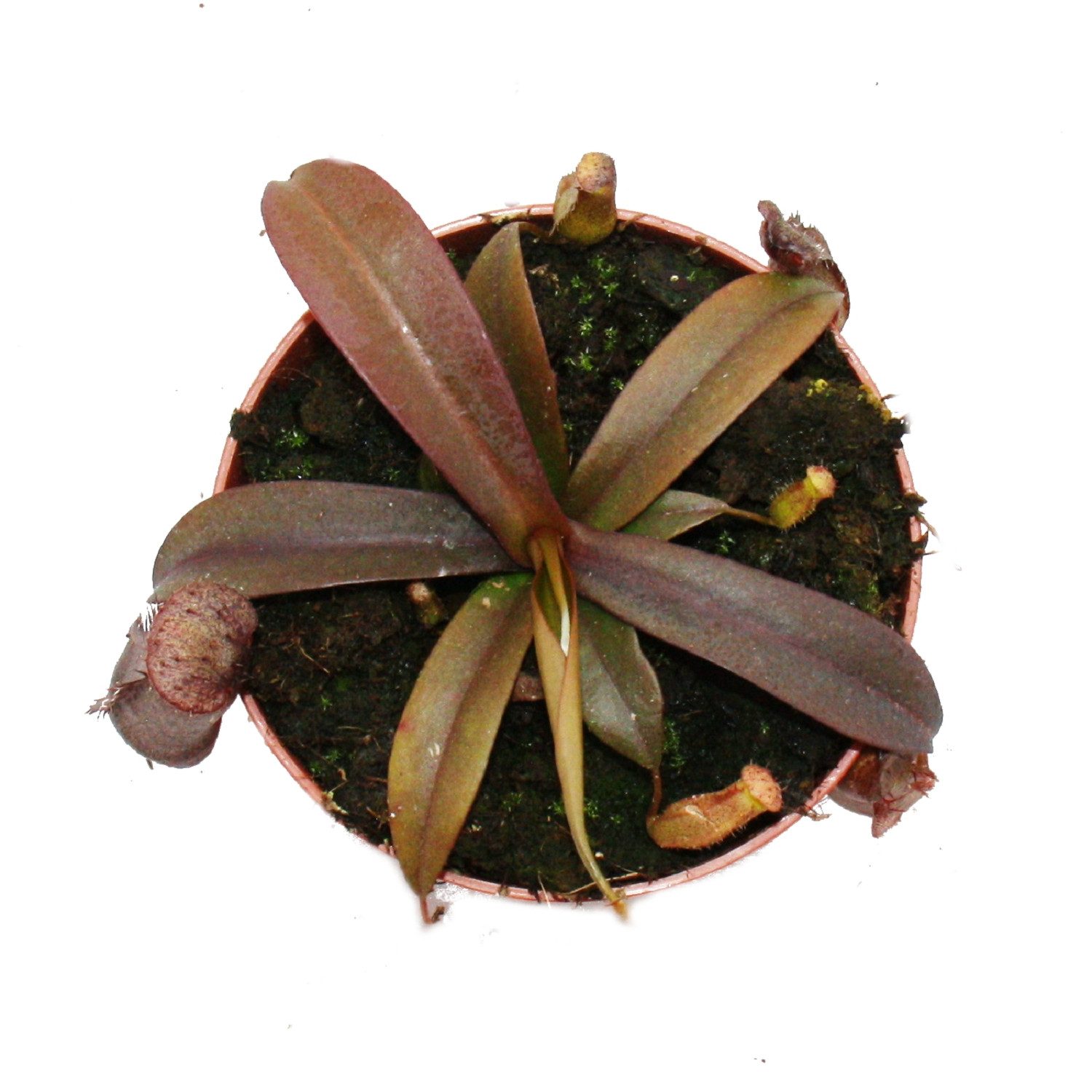 Exotenherz Zimmerpflanze Rotblättrige Kannenpflanze - Nepenthes - 9cm