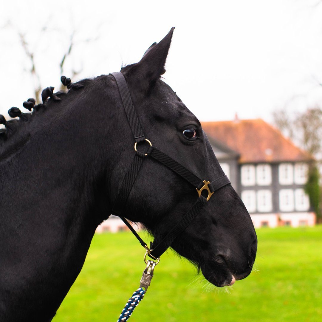 Pferde Kinnriemen Halfter und verstellbar 2-Fach Halfter zweifach verstellbar Pferdelinis Genickstück, schwarz an für