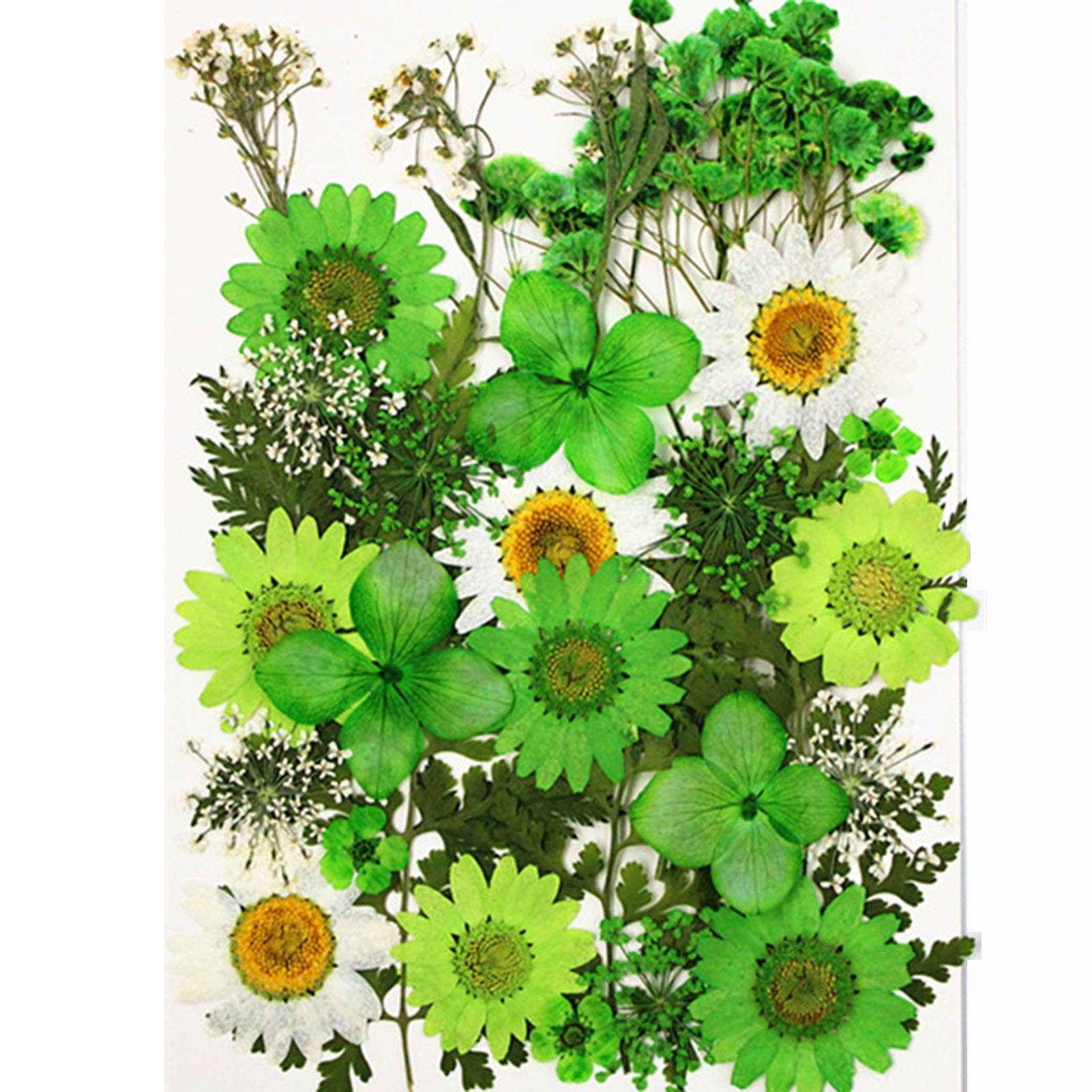 Trockenblume DIY Trockenblumen-Material-Set, Modische Gepresste Blumen, Pflanzen, Blusmart, Trockenblume greenO