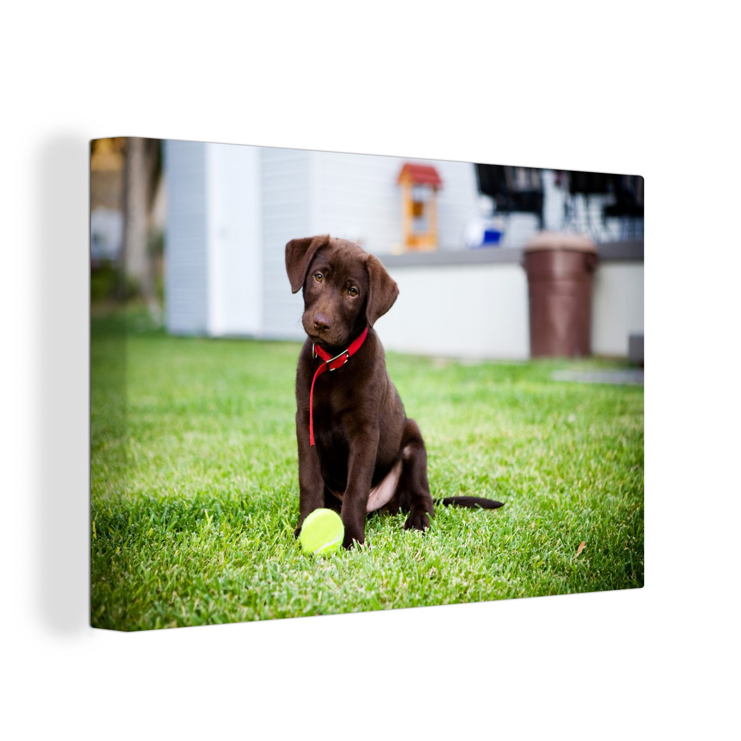 OneMillionCanvasses® Leinwandbild Labrador Retriever Welpe mit einem Tennisball, (1 St), Wandbild Leinwandbilder, Aufhängefertig, Wanddeko, 30x20 cm