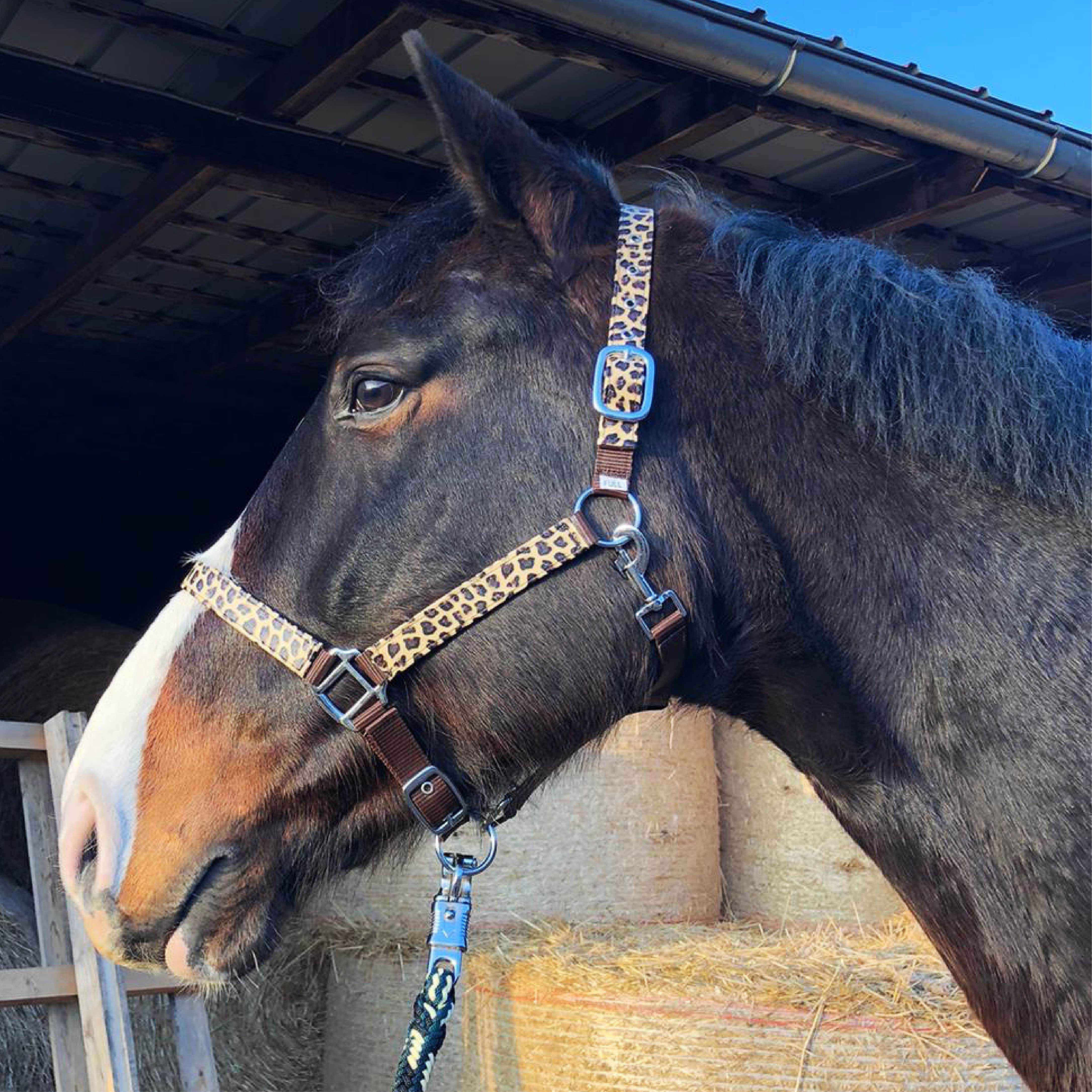 Pferdelinis Halfter Halfter für Pferde stylischer Leopard Look Shetty, Pony, Cob, Warmblut, verstellbar an Kinn- und Genickstück