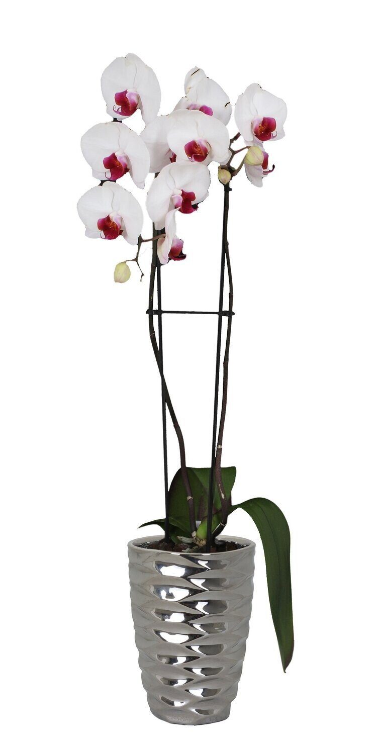 tegawo Dekovase Orchideenvase gerillt hochglänzend silber günstig online kaufen