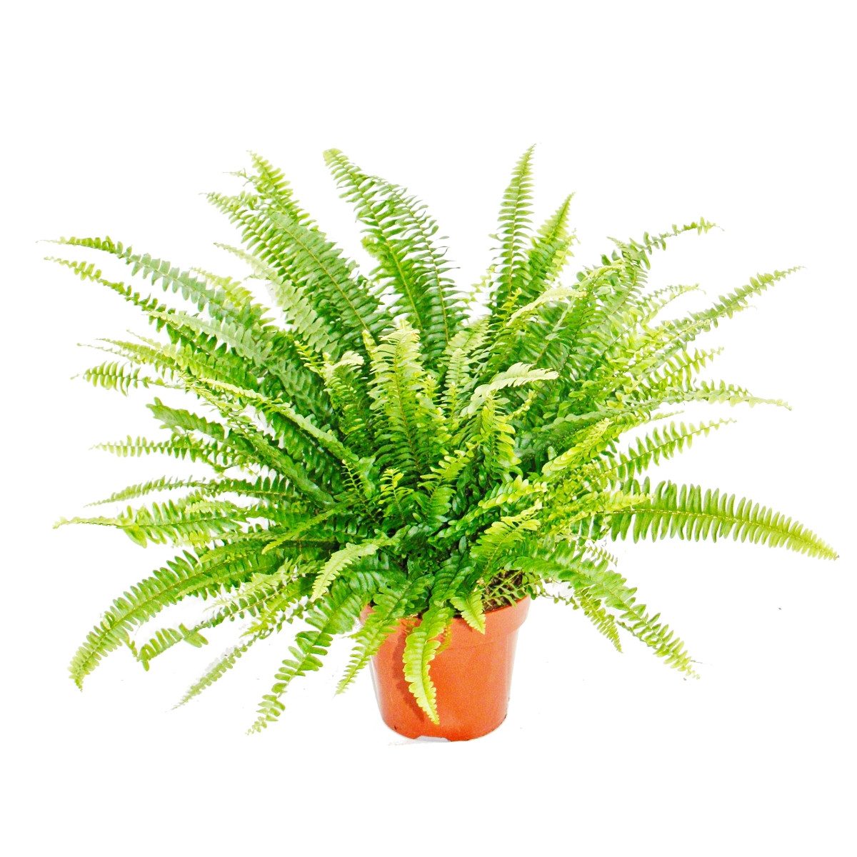 Exotenherz Zimmerpflanze Nephrolepis, Schwertfarn 17cm Topf