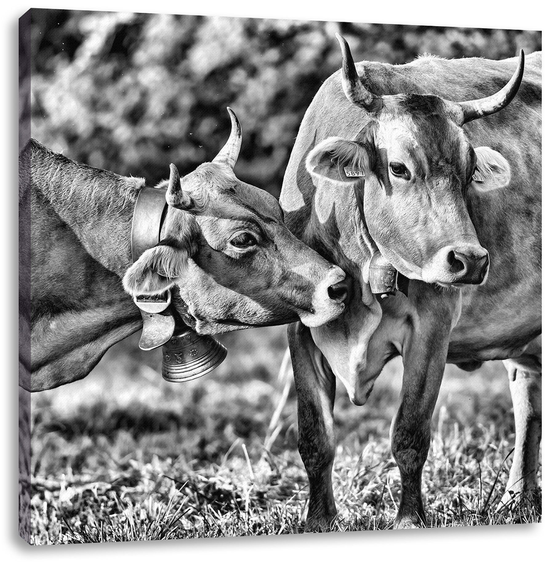 Pixxprint Leinwandbild Kuhbullen auf Weide, Kuhbullen auf Weide (1 St), Leinwandbild fertig bespannt, inkl. Zackenaufhänger