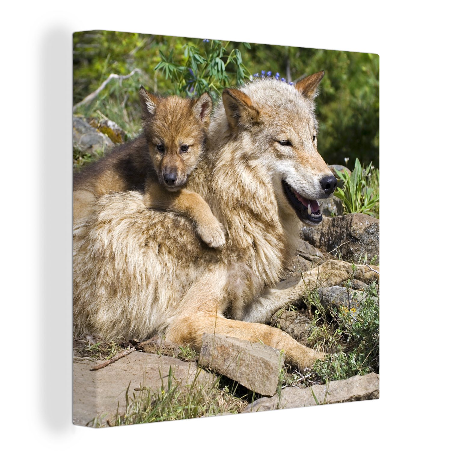 OneMillionCanvasses® Leinwandbild Wolf - Jungtier - Tier, (1 St), Leinwand Bilder für Wohnzimmer Schlafzimmer