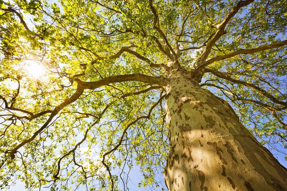 KUNSTLOFT Vliestapete Green Canopy Tree 4x2.67 m, leicht glänzend, lichtbeständige Design Tapete