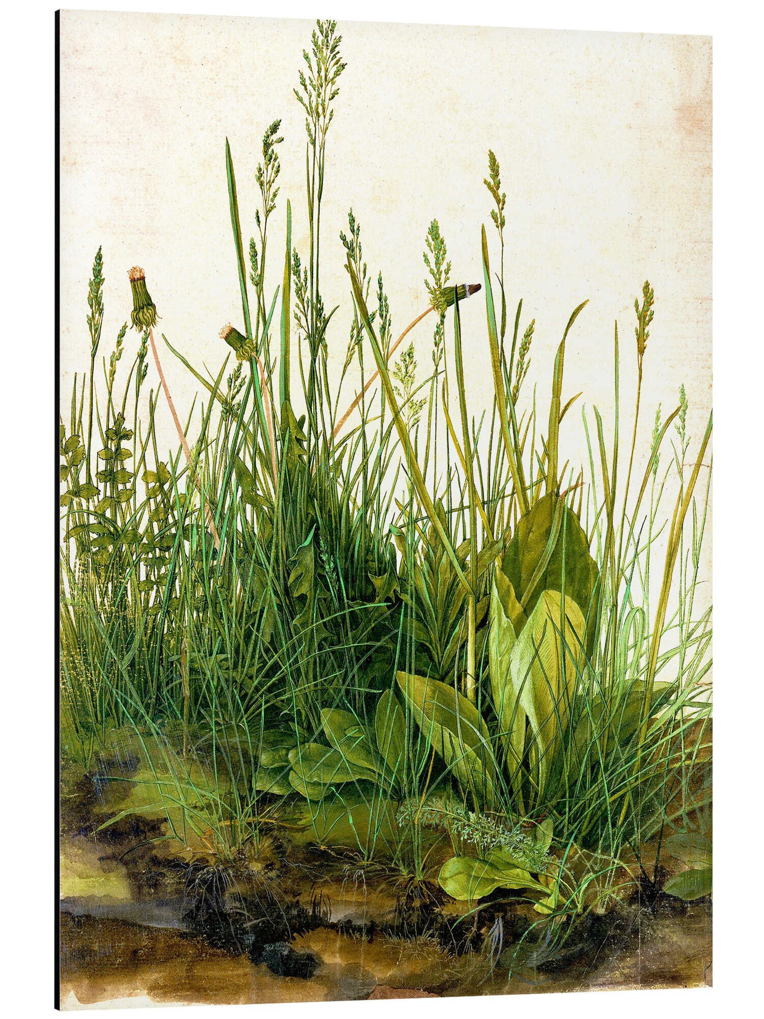 Alu-Dibond-Druck Albrecht Dürer