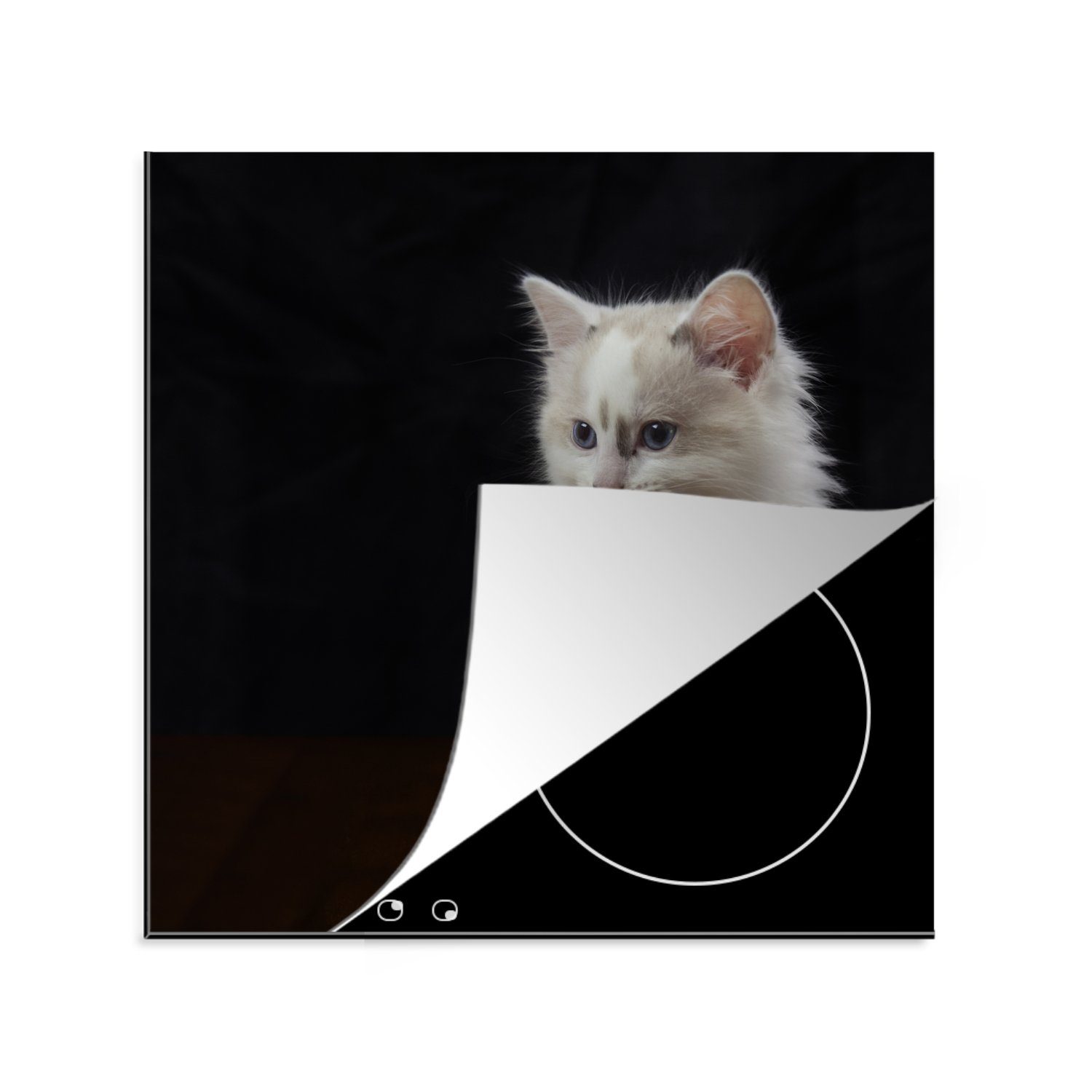MuchoWow Herdblende-/Abdeckplatte Niedliches Ragdoll-Kätzchen auf schwarzem Hintergrund, Vinyl, (1 tlg), 78x78 cm, Ceranfeldabdeckung, Arbeitsplatte für küche