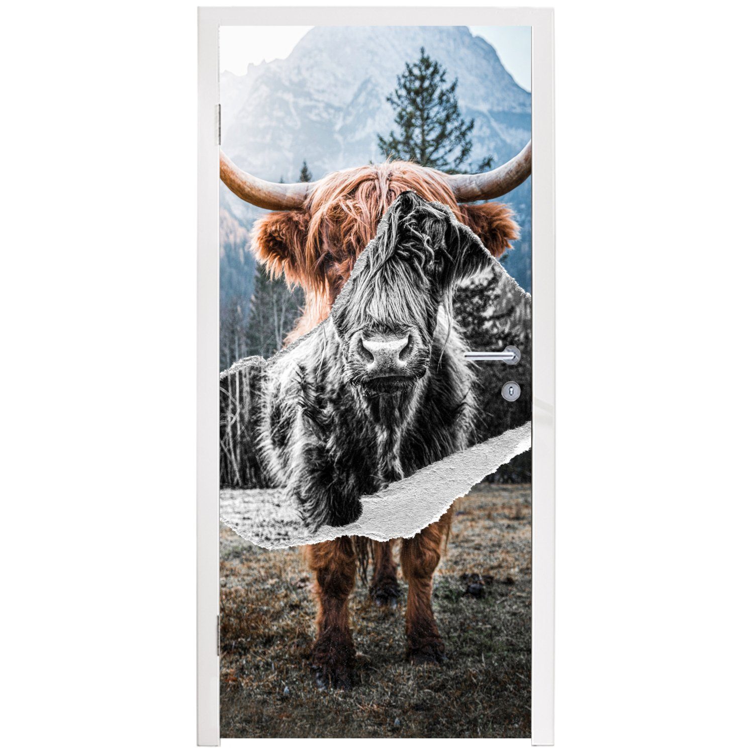 MuchoWow Türtapete Schottischer Highlander - Tür, bedruckt, (1 Kuh 75x205 Türaufkleber, cm - Fototapete für Tiere, St), Matt