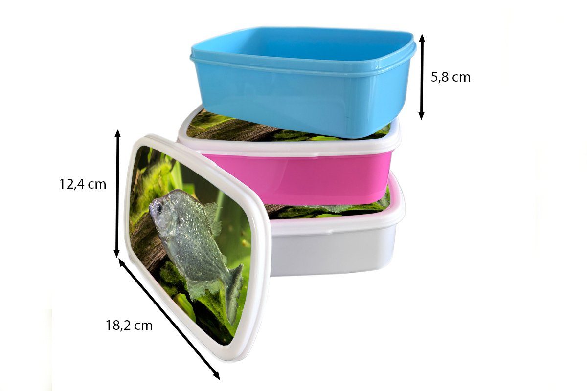 MuchoWow Lunchbox Fisch - - Fisch, Brotdose Kunststoff, Kunststoff Snackbox, Grün (2-tlg), Kinder, rosa Brotbox Erwachsene, Mädchen, für