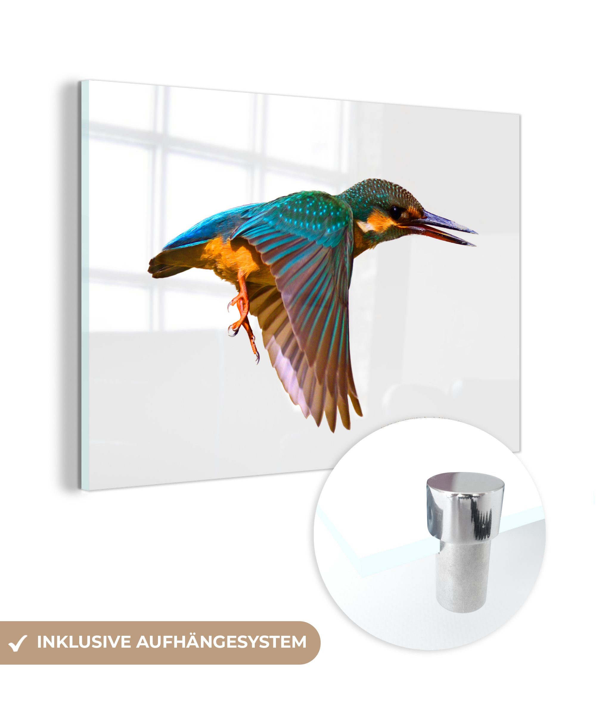 MuchoWow Acrylglasbild Eisvogel - Fliegen - Tiere, (1 St), Acrylglasbilder Wohnzimmer & Schlafzimmer