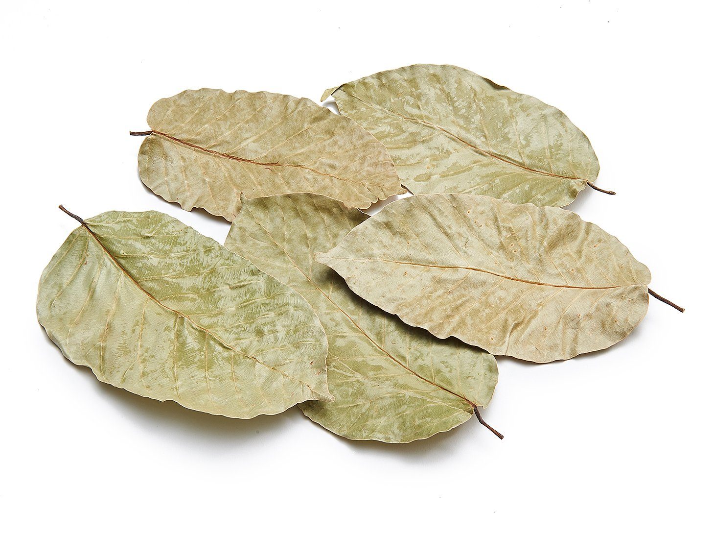 mit Trockenblume Stk. Shorea-robusta-Blätter, 50 im Beutel Sal getrocknet, NaDeco leaves,