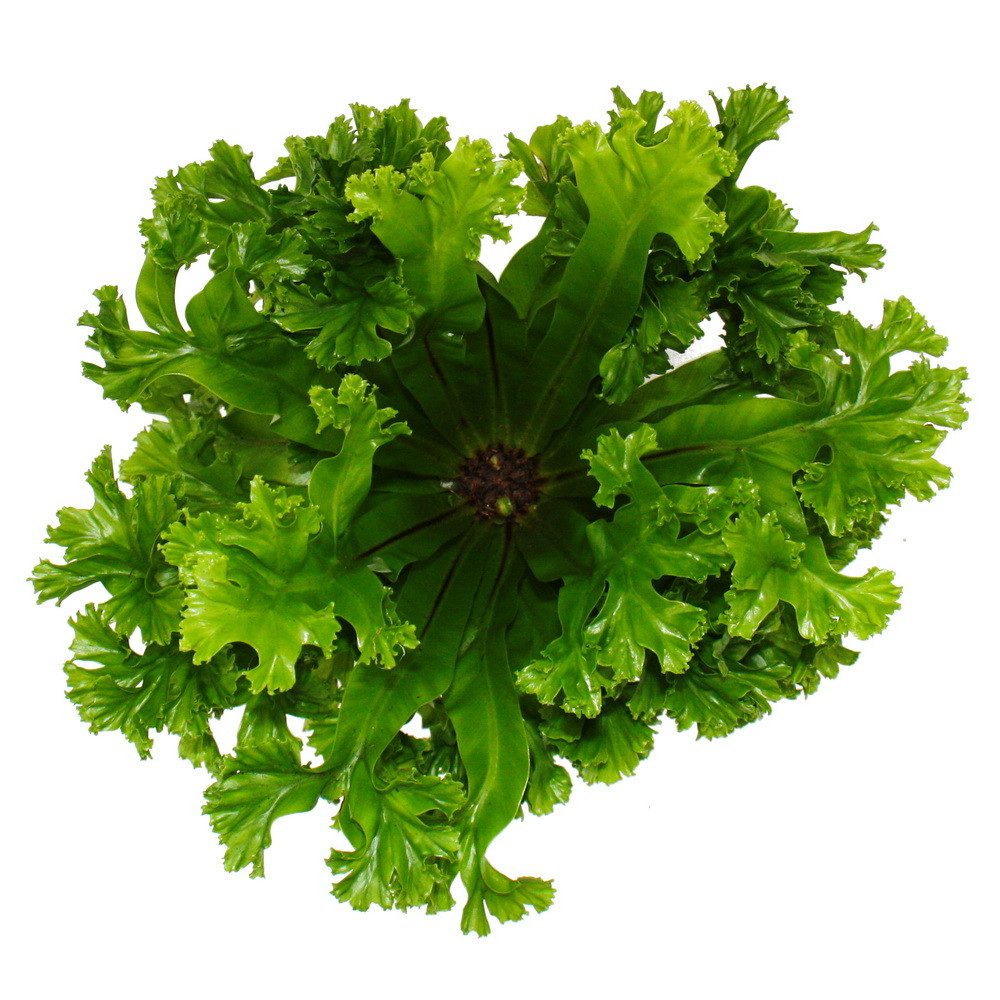 Exotenherz Zimmerpflanze Asplenium Farn-Sorten fürs Zimmer Nestfarn 12cm Topf ca. 25cm hoch – Bild 3 von 3