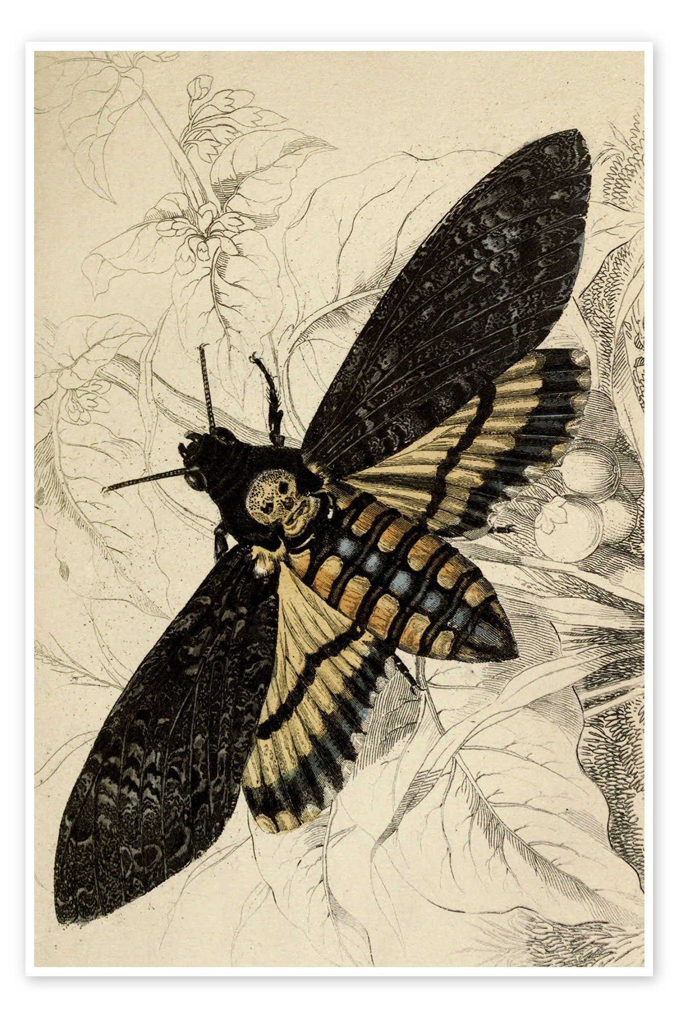 Poster Vintage Educational Collection