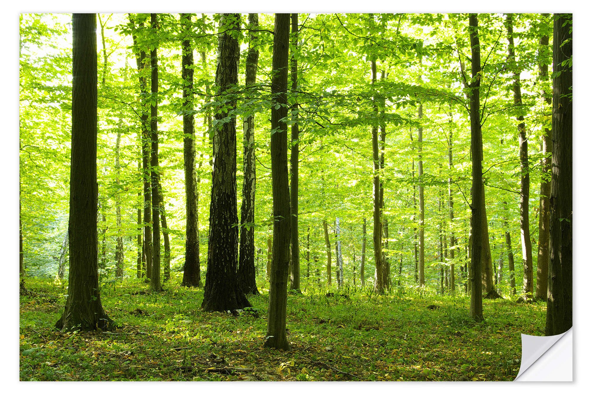 Posterlounge Wandfolie Editors Choice, Sonnenlicht im grünen Wald, Fotografie