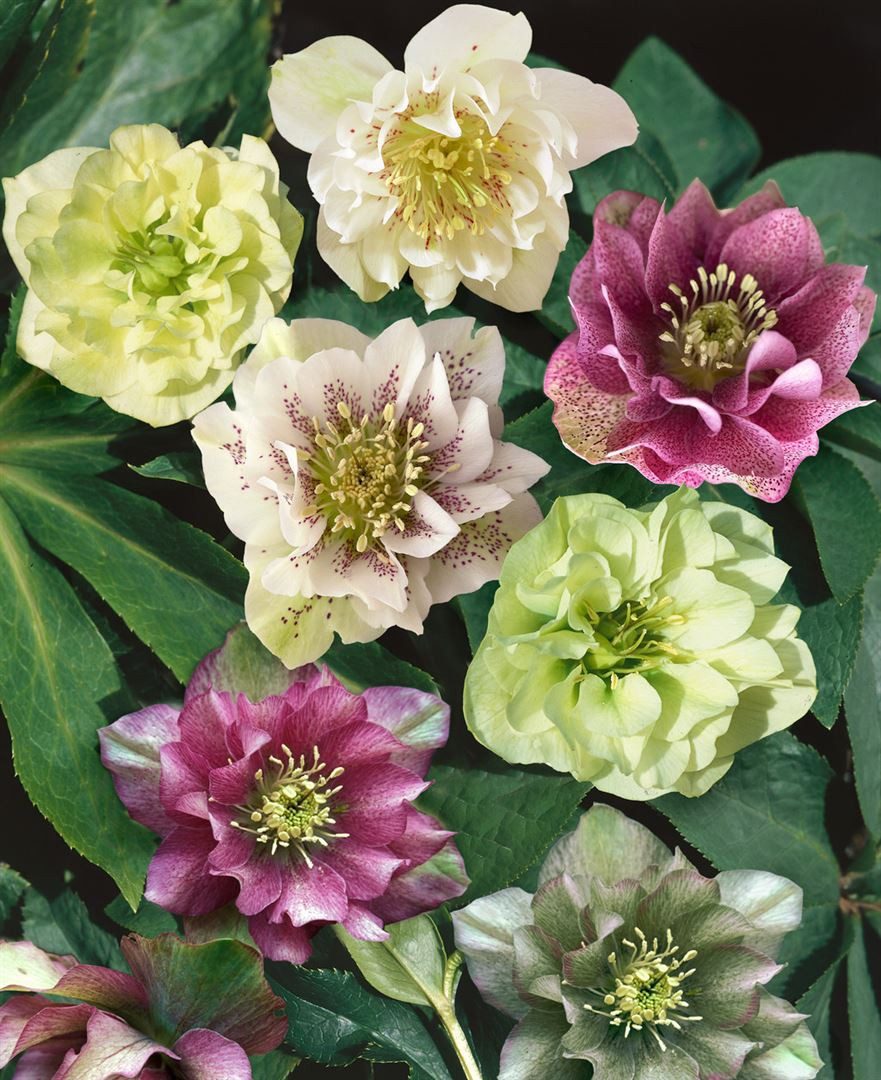 Pflanzen für Dich Staude Helleborus orient. Double Ellen Red, 1 St., Orient günstig online kaufen