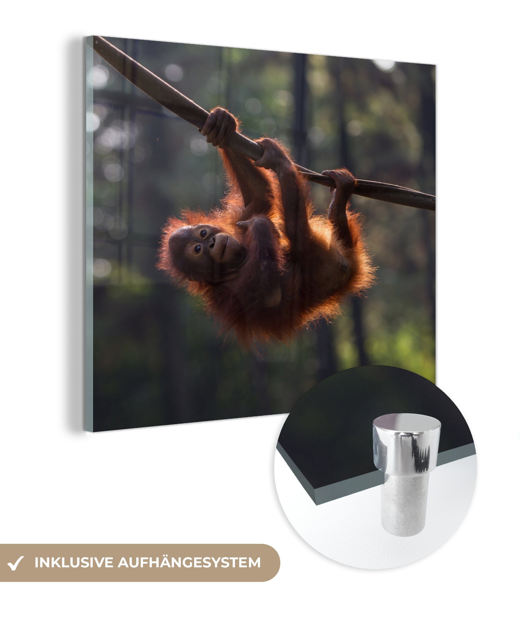 MuchoWow Acrylglasbild Junger Orang-Utan hängt an einem Ast, (1 St), Glasbilder - Bilder auf Glas Wandbild - Foto auf Glas - Wanddekoration | Bilder