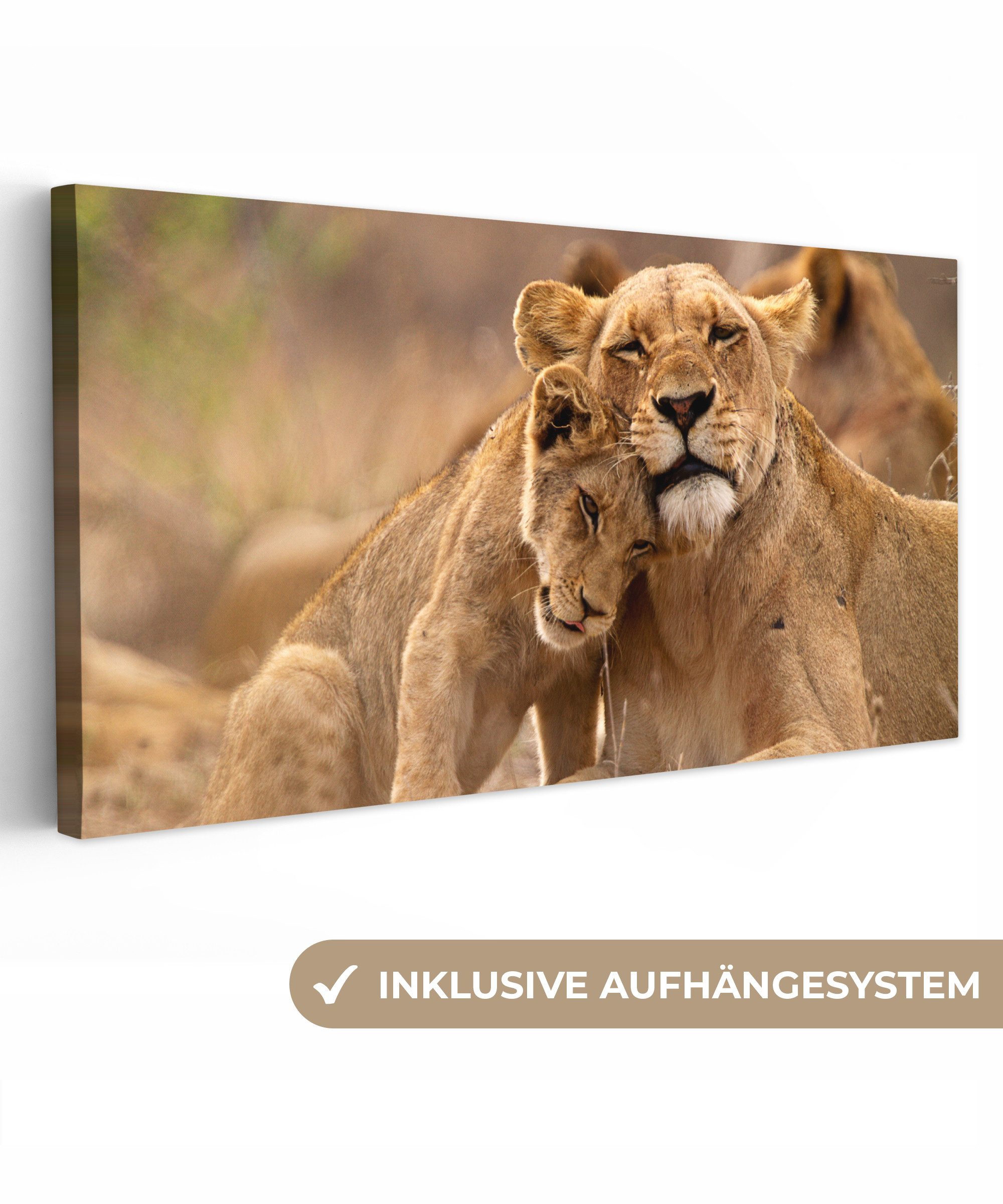 OneMillionCanvasses® Leinwandbild Panorama Löwe - Wilde günstig online kaufen