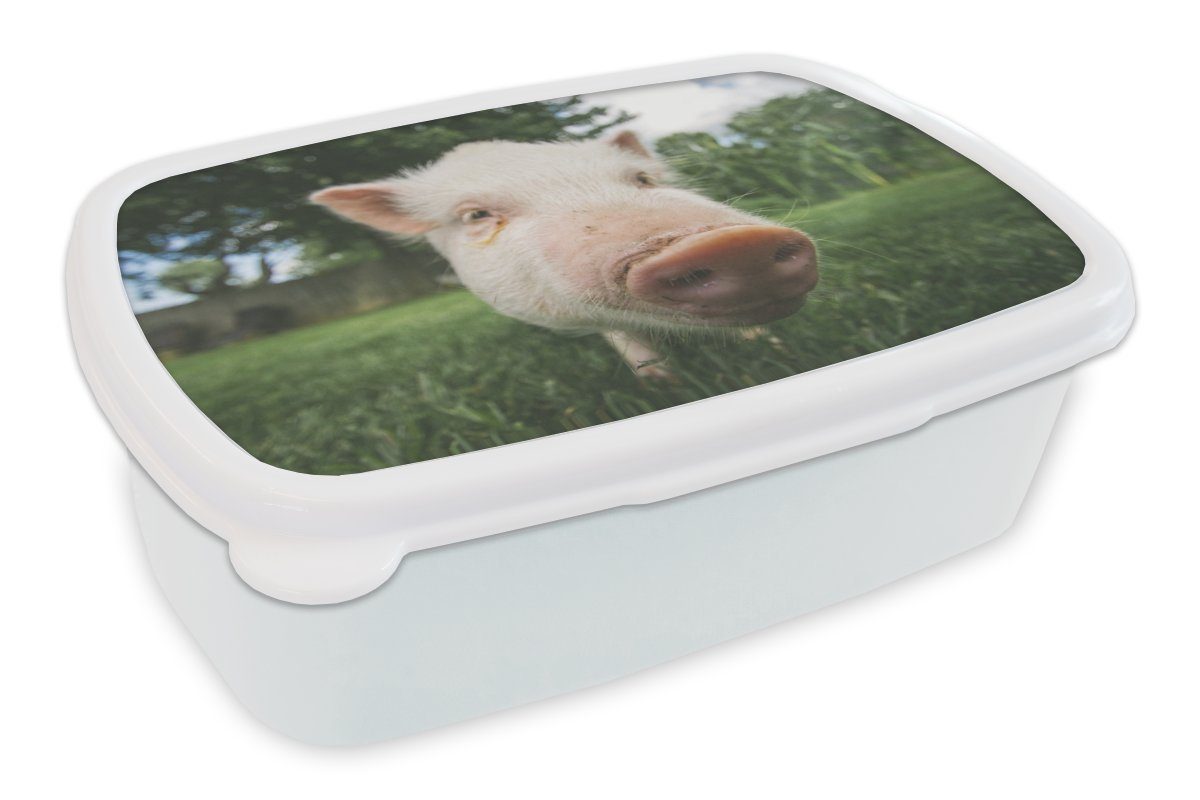 MuchoWow Lunchbox Schwein - Nahaufnahme - Gras, Kunststoff, (2-tlg), Brotbox für Kinder und Erwachsene, Brotdose, für Jungs und Mädchen weiß | Lunchboxen