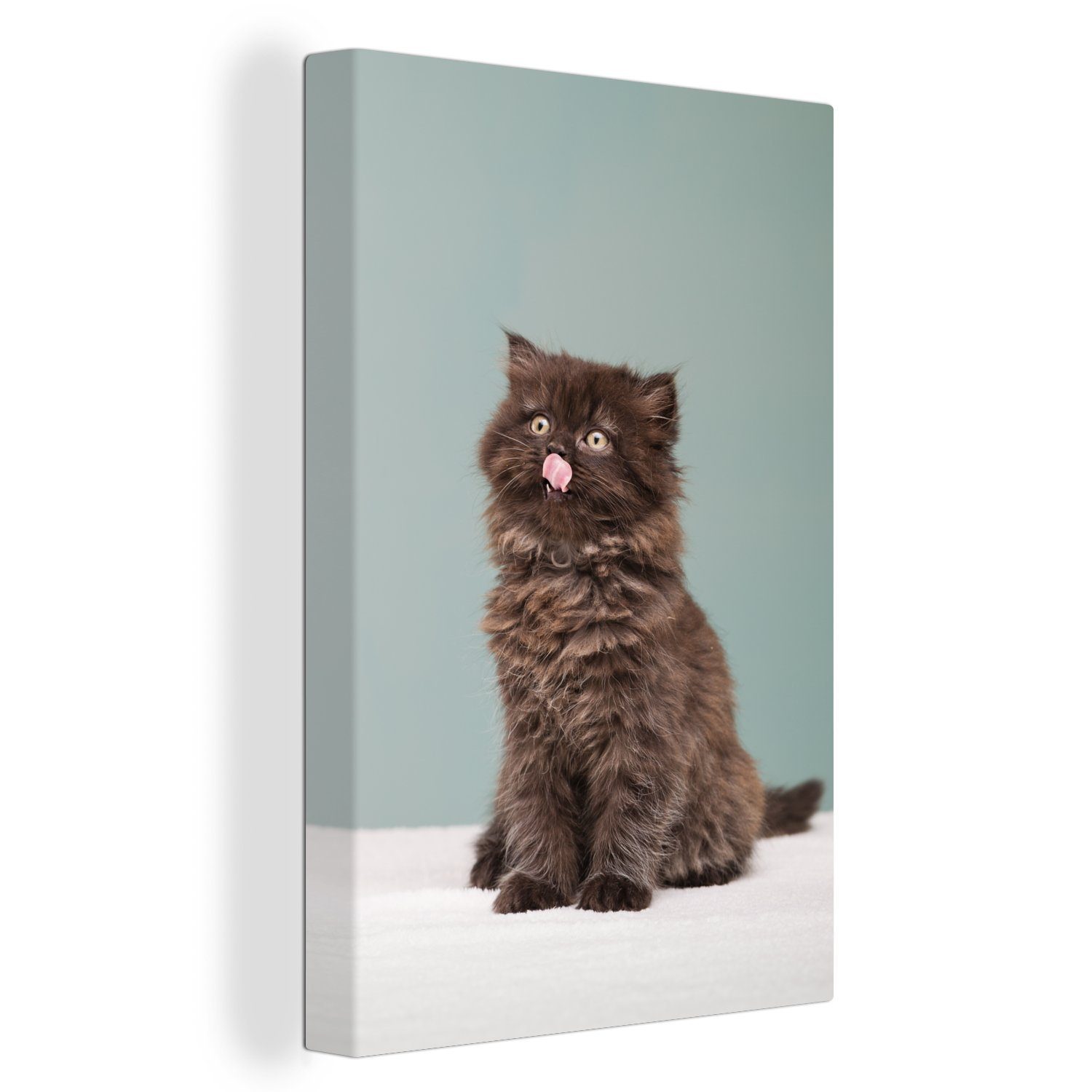 OneMillionCanvasses® Leinwandbild Persisches Kätzchen cm 20x30 (1 bespannt streckt Zunge inkl. Leinwandbild fertig Gemälde, heraus, Zackenaufhänger, St)