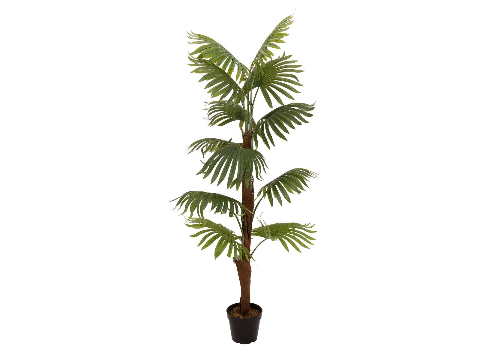 Kunstpflanze EUROPALMS Fächerpalme, Kunstpflanze, 155cm