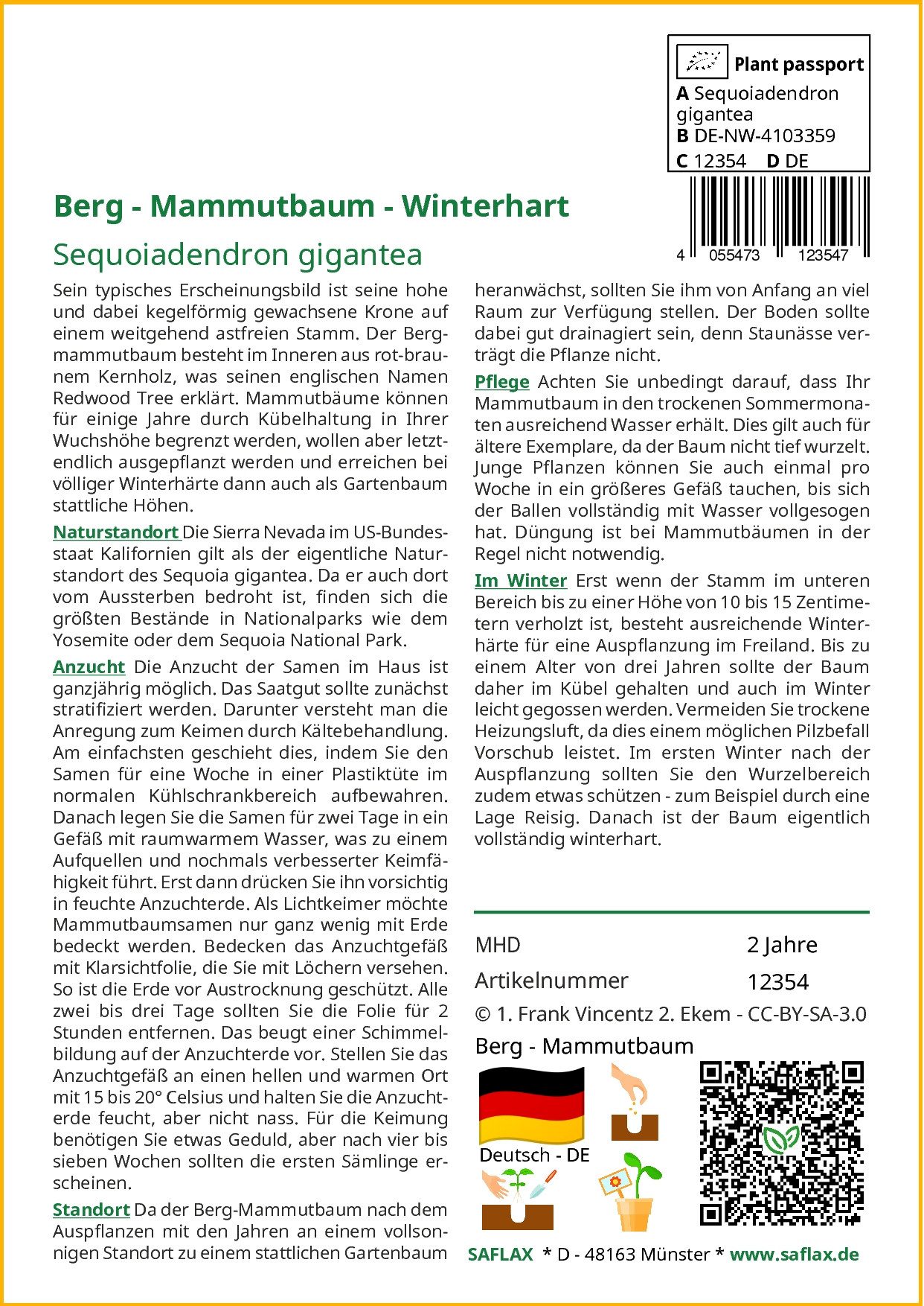 SAFLAX Blumensamen SAFLAX - Samen - Berg - Mammutbaum
