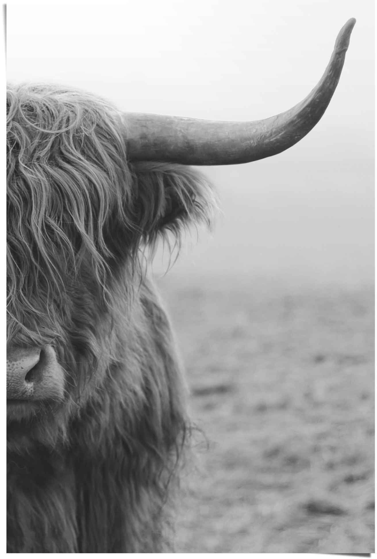 Reinders! Poster Poster Highlander Bulle, Kuh (1 St) | Poster
