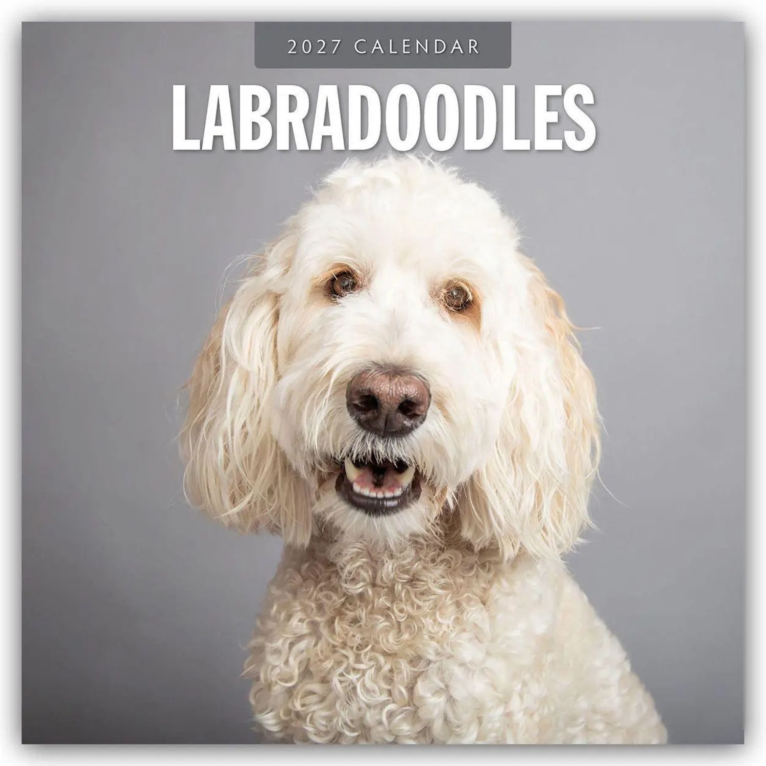 Wandkalender Labradoodles - Labradoodle 2027 - 16-Monatskalender