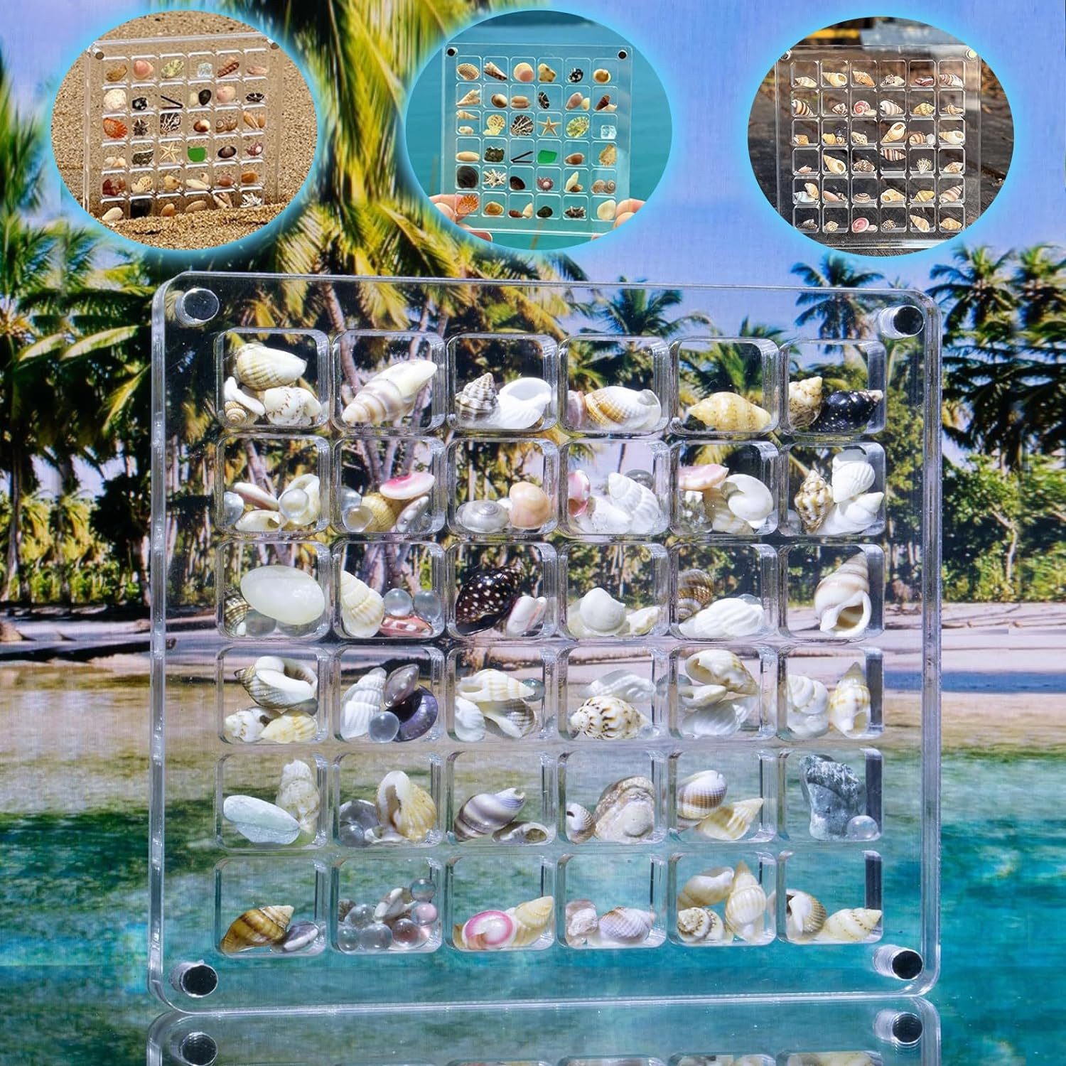 Sammelkoffer Magnetische Muschel Display Box