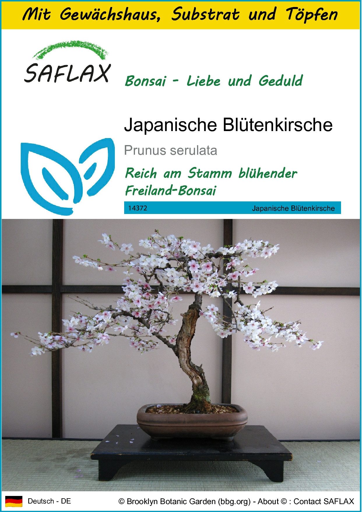 Blumensamen SAFLAX - Anzuchtset - Japanische Blütenkirsche