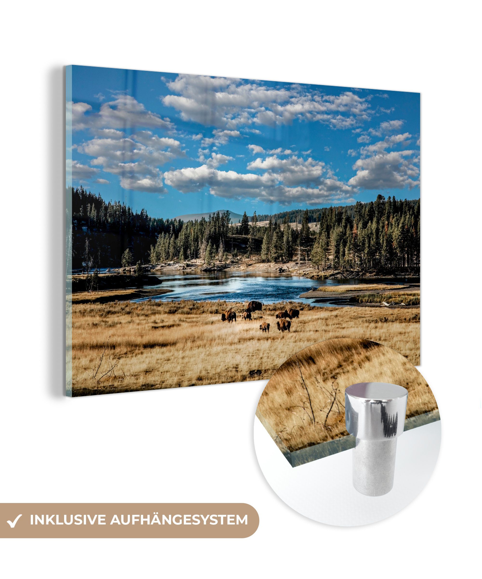 MuchoWow Acrylglasbild Landschaft - Baum - Bison, (1 St), Acrylglasbilder Wohnzimmer & Schlafzimmer