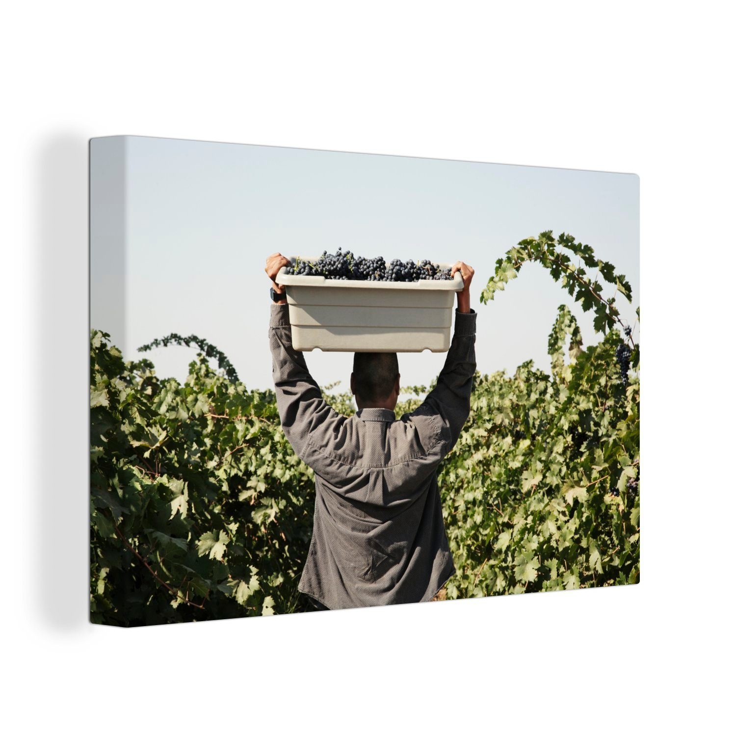 OneMillionCanvasses® Leinwandbild Weintrauben - Kiste - Mann, (1 St), Wandbild Leinwandbilder, Aufhängefertig, Wanddeko, 30x20 cm